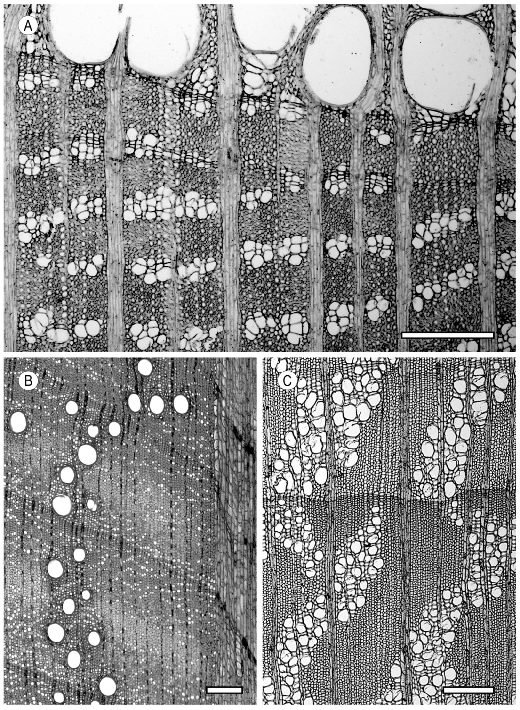 Forests 15 01162 g007