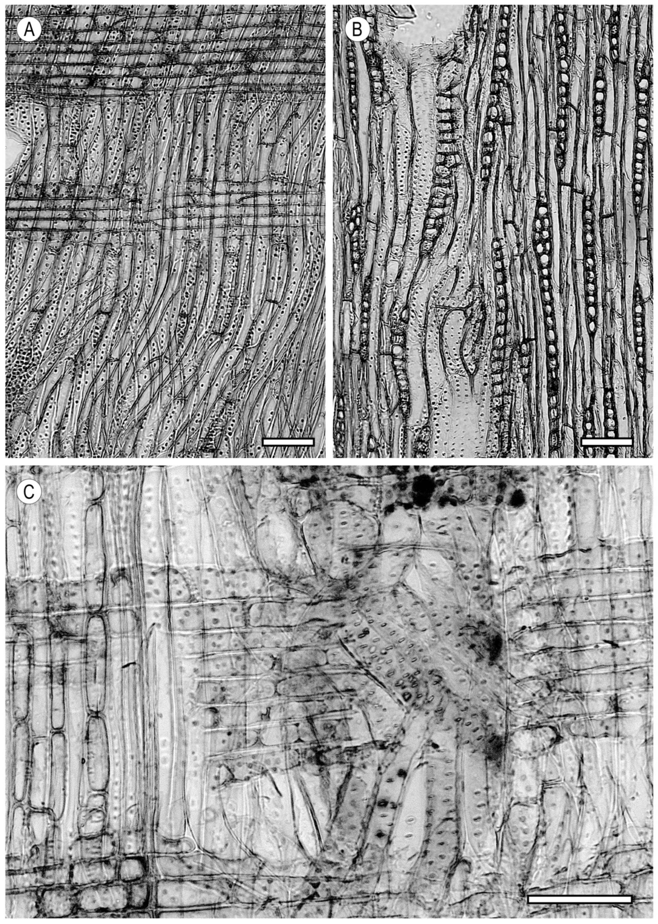 Forests 15 01162 g010