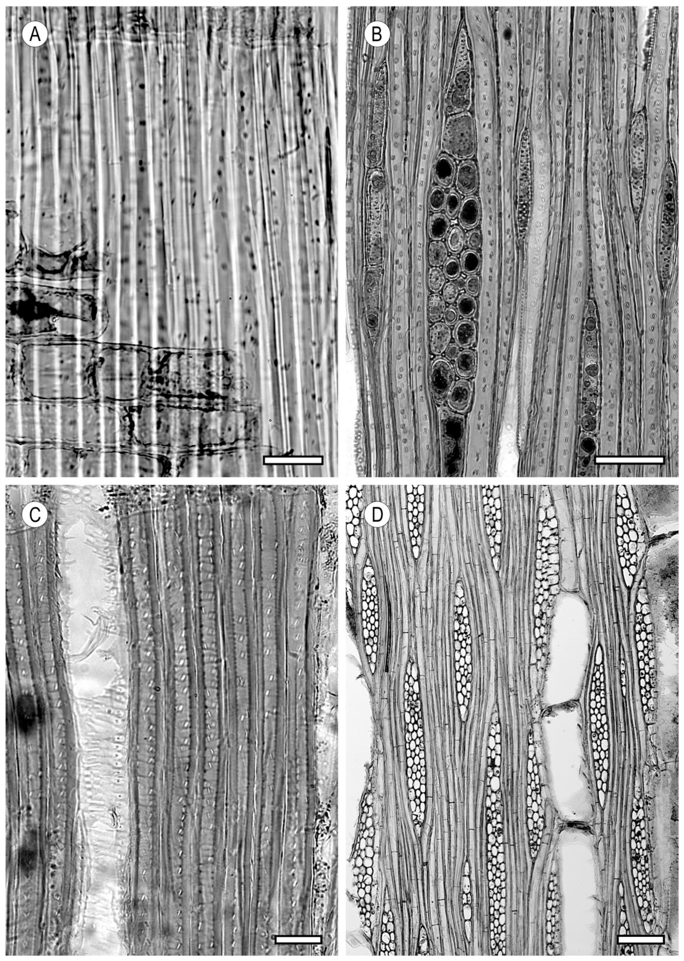 Forests 15 01162 g011