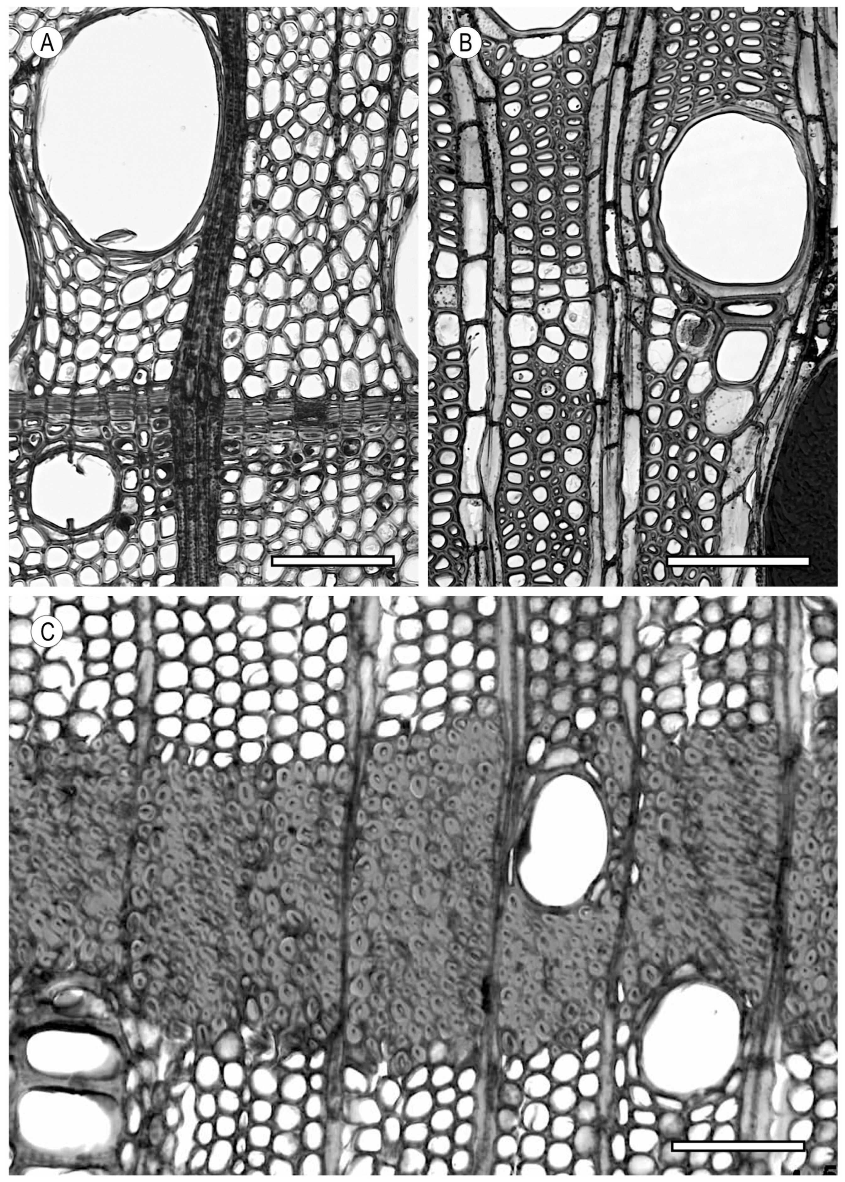Forests 15 01162 g012