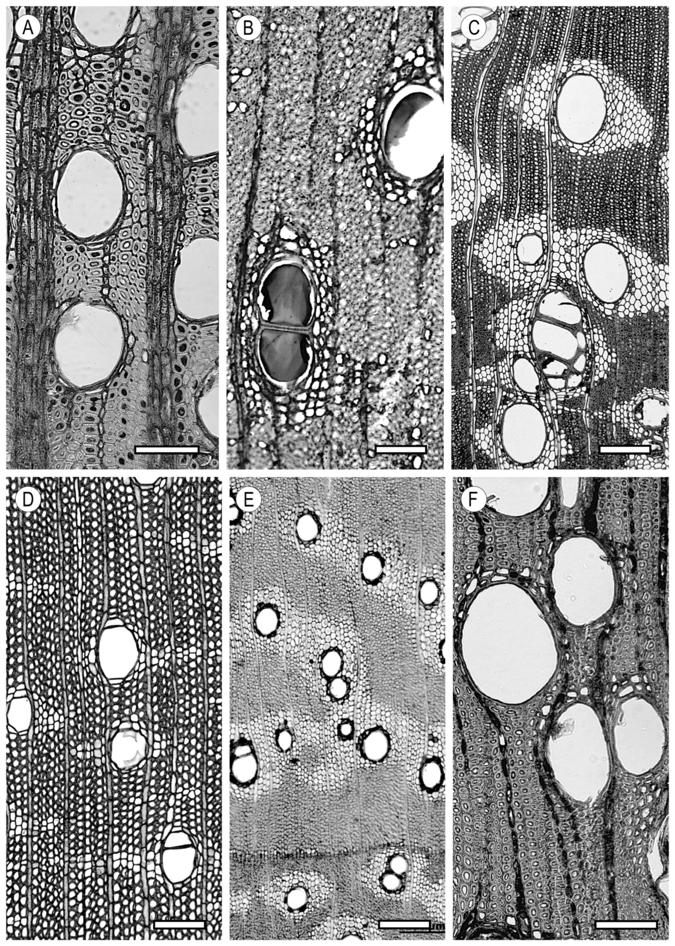 Forests 15 01162 g014