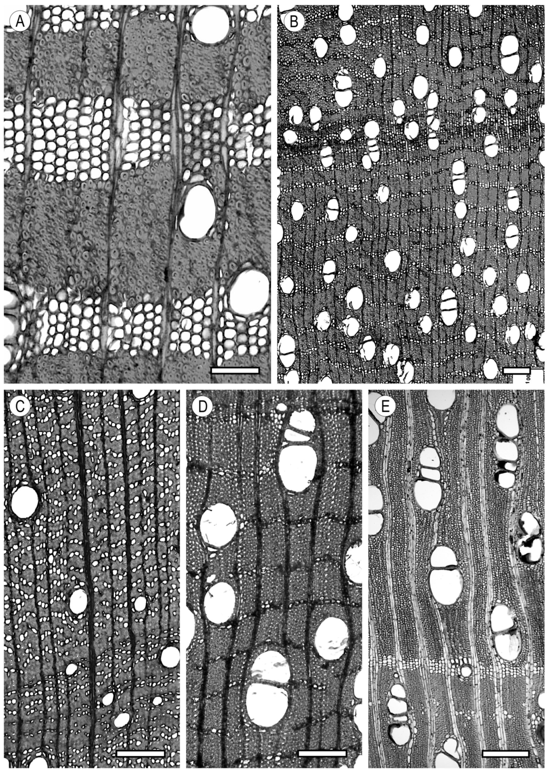 Forests 15 01162 g015