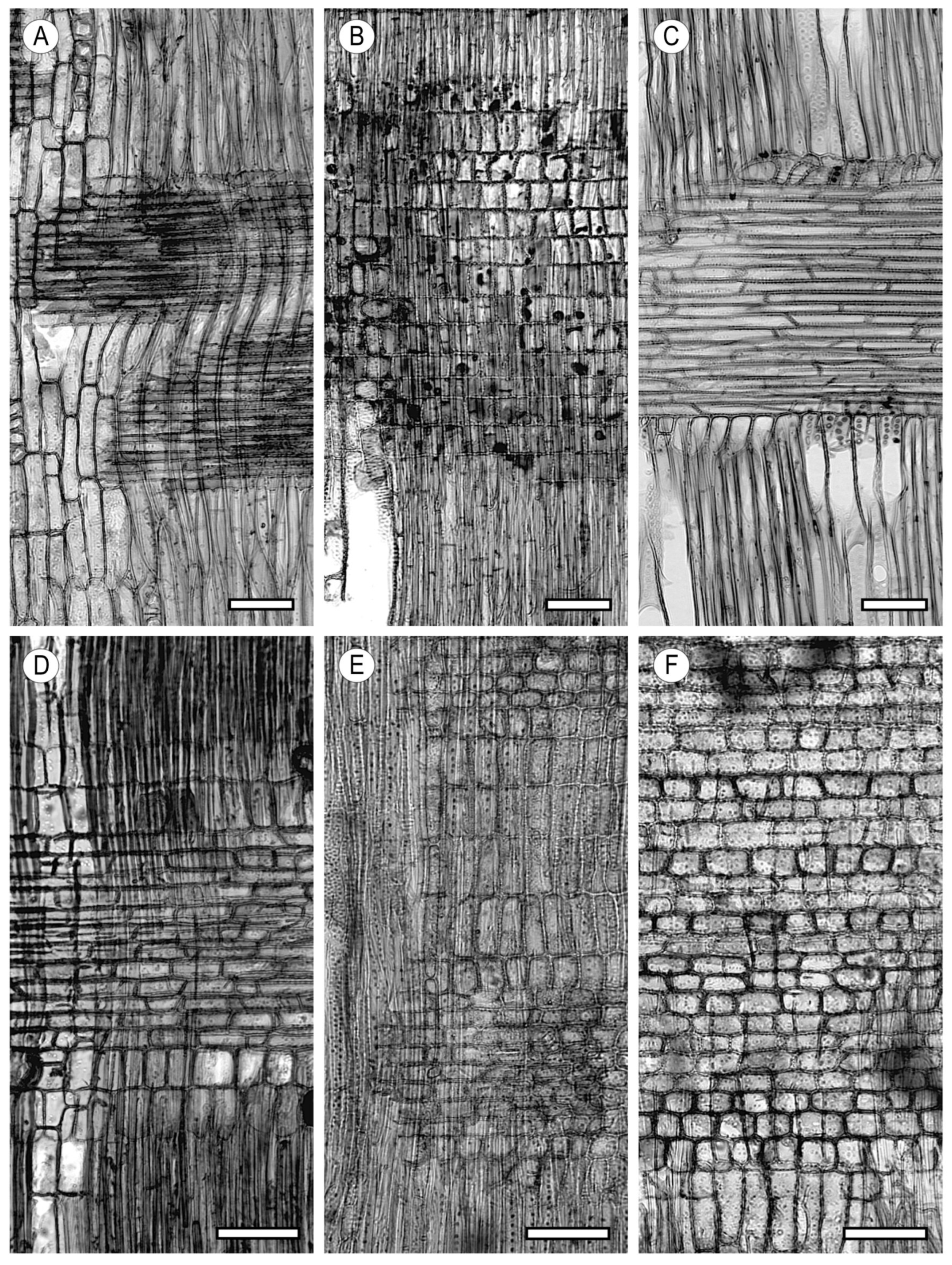 Forests 15 01162 g019