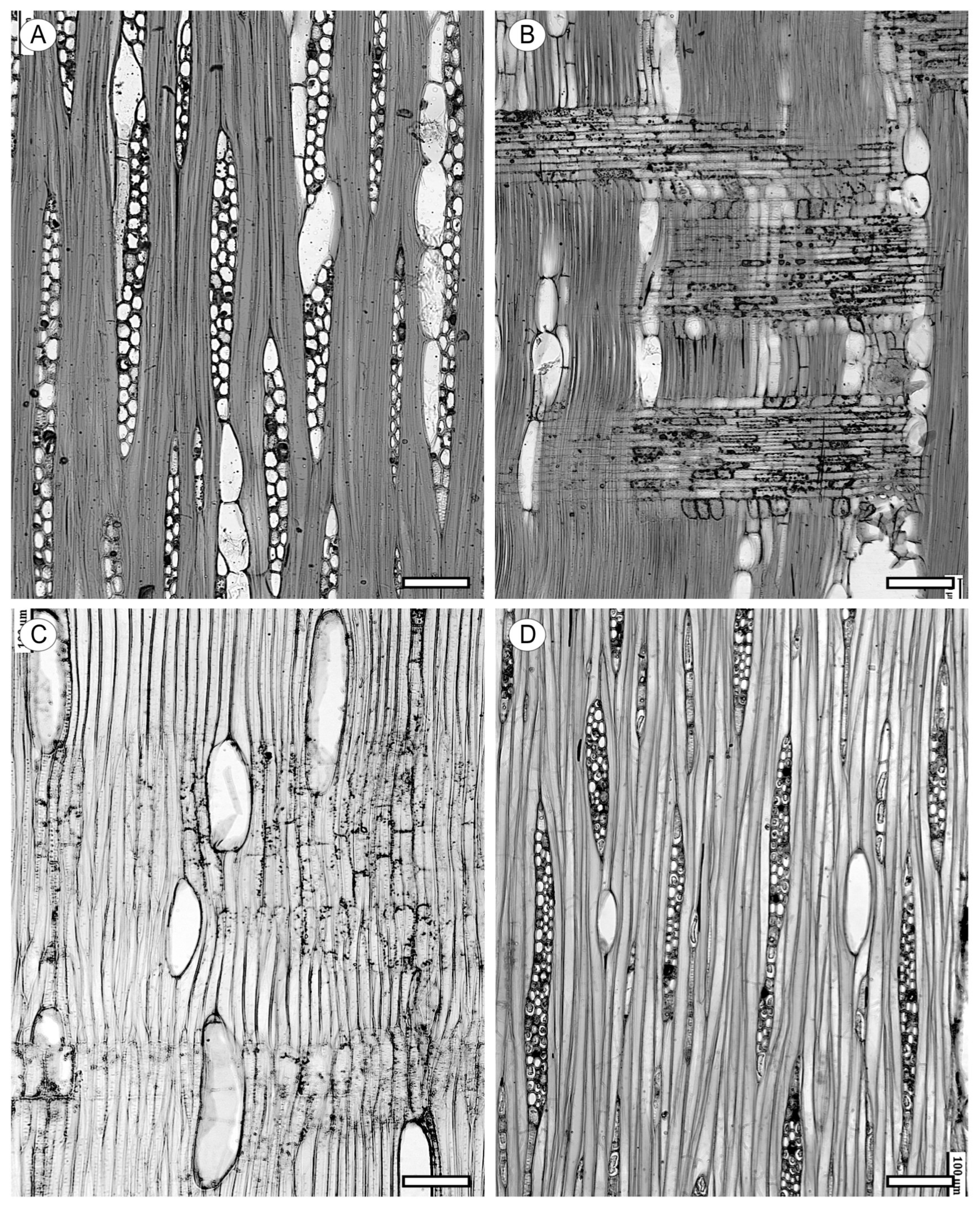 Forests 15 01162 g022