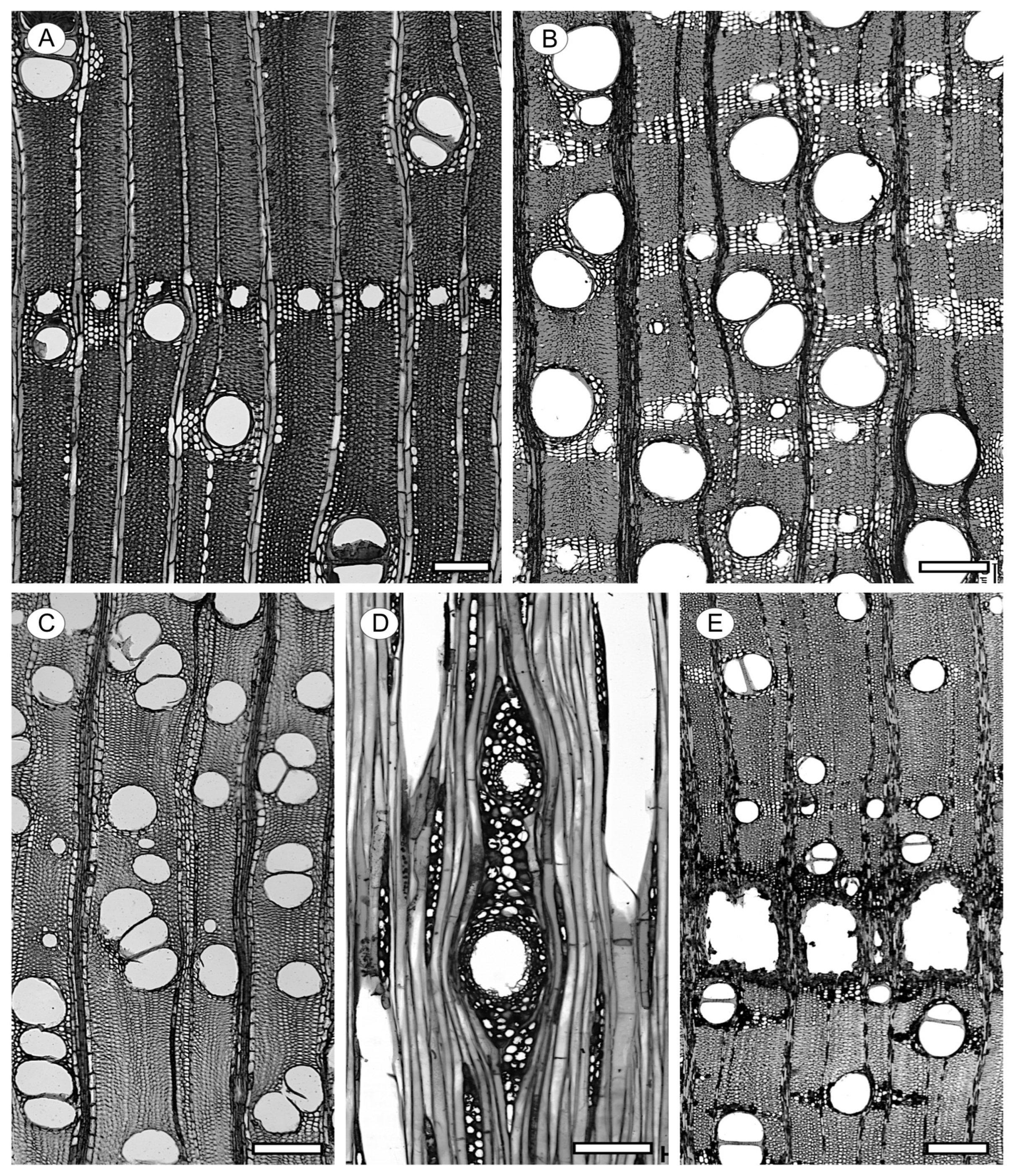 Forests 15 01162 g023