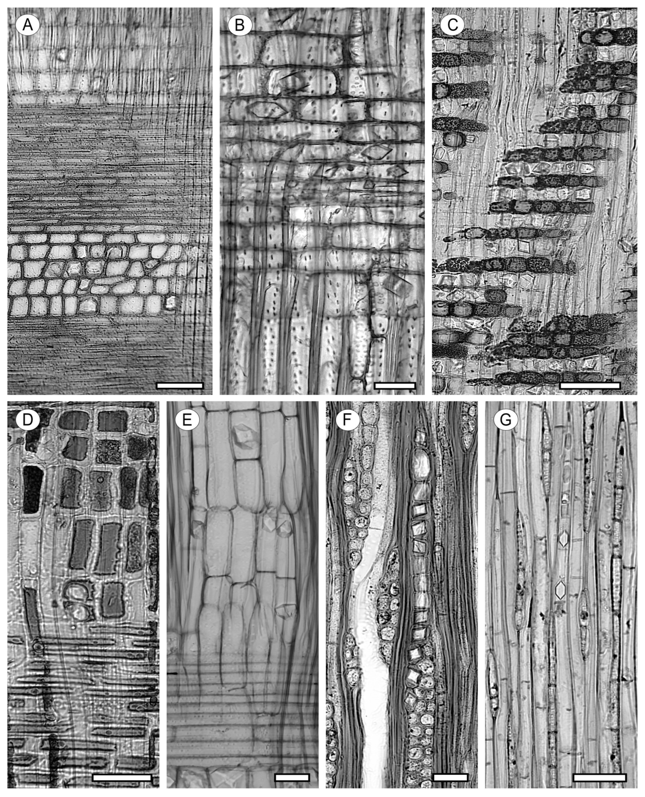 Forests 15 01162 g026