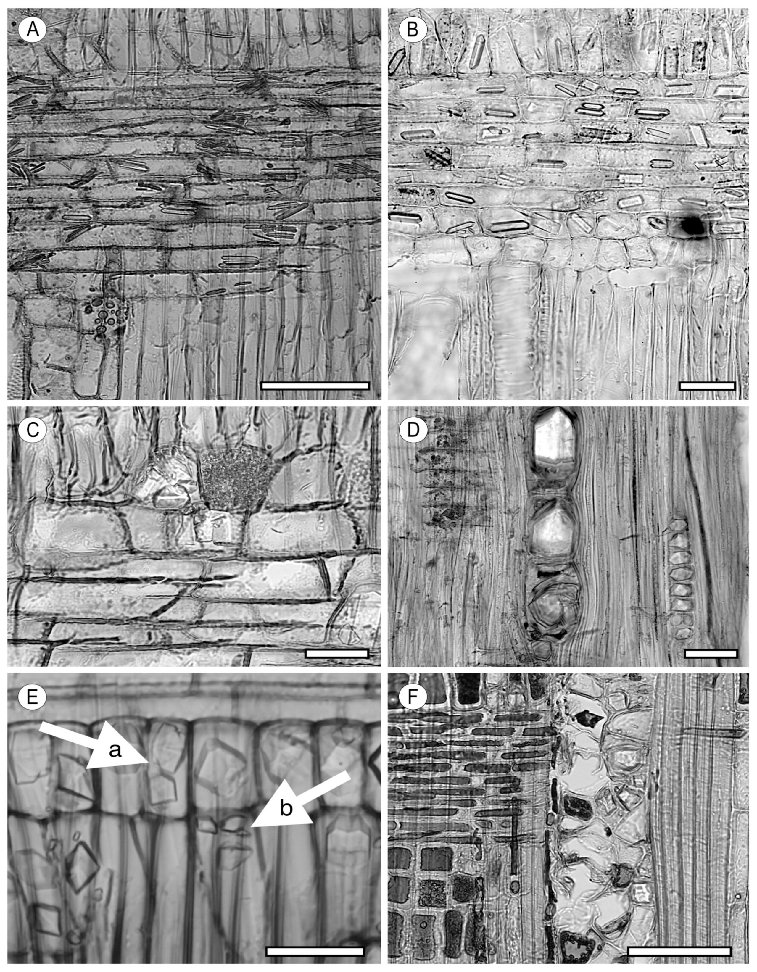 Forests 15 01162 g028