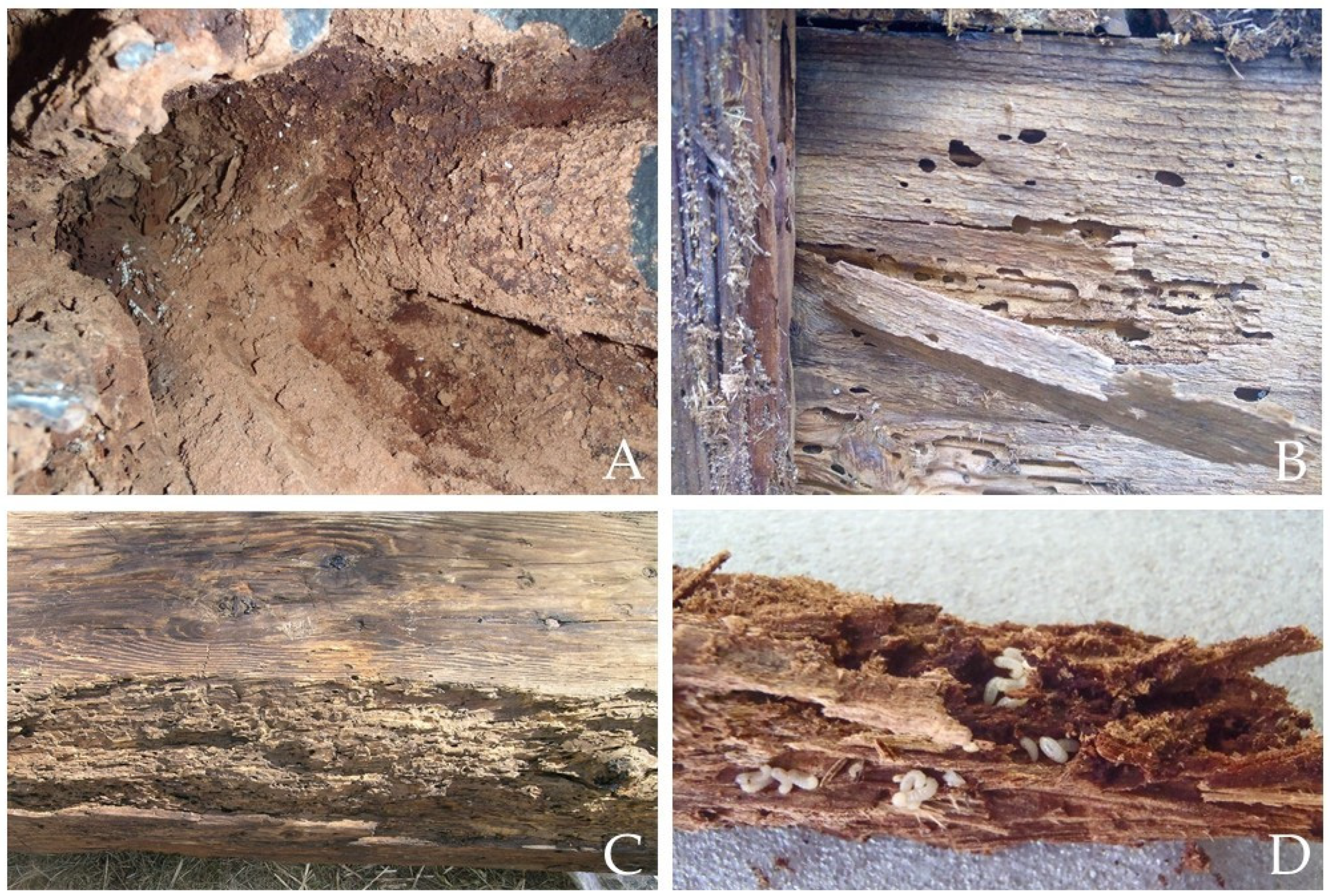 Forests 15 01174 g002