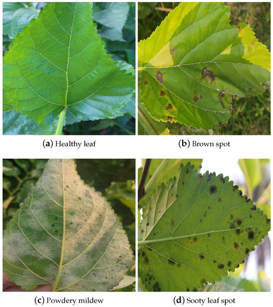 Detection of Mulberry Leaf Diseases in Natural Environments Based 