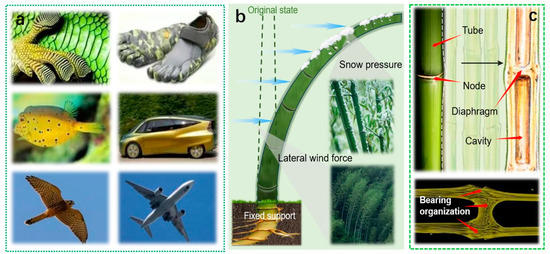 The Novel Applications of Bionic Design Based on the Natural