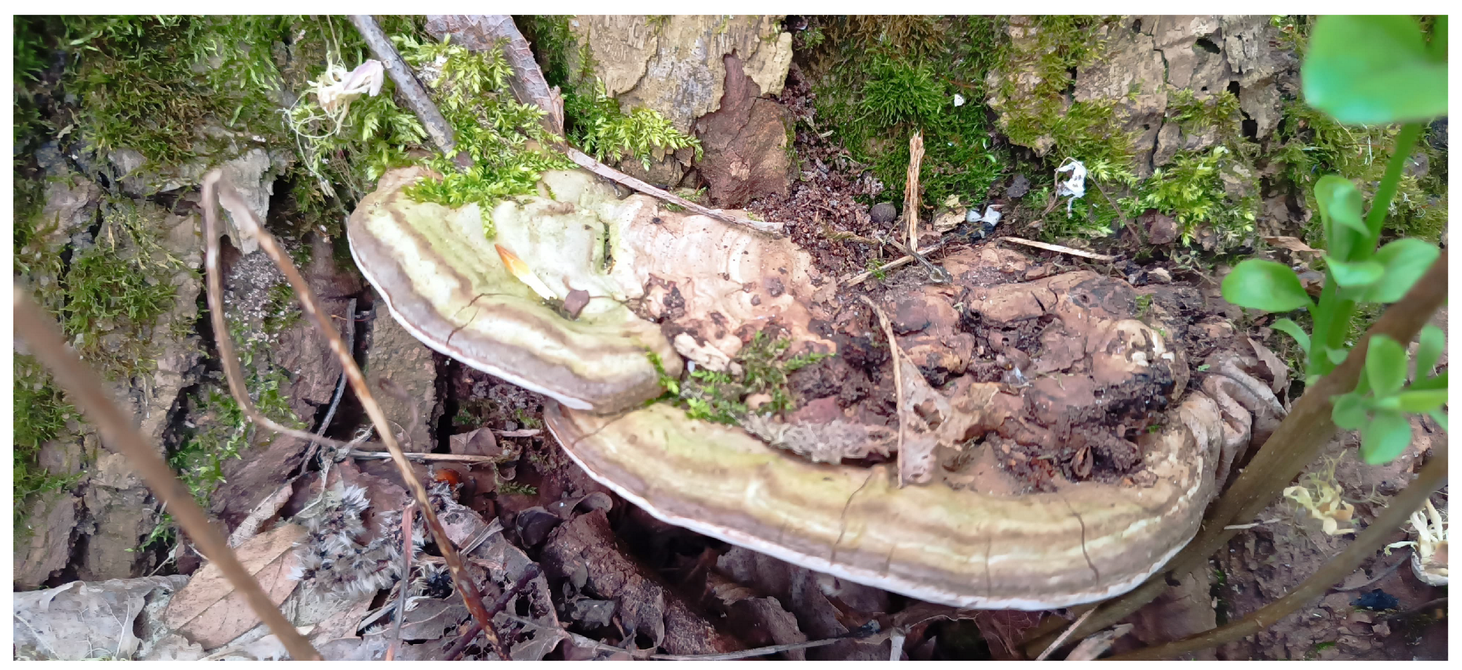 Forests 15 01230 g004