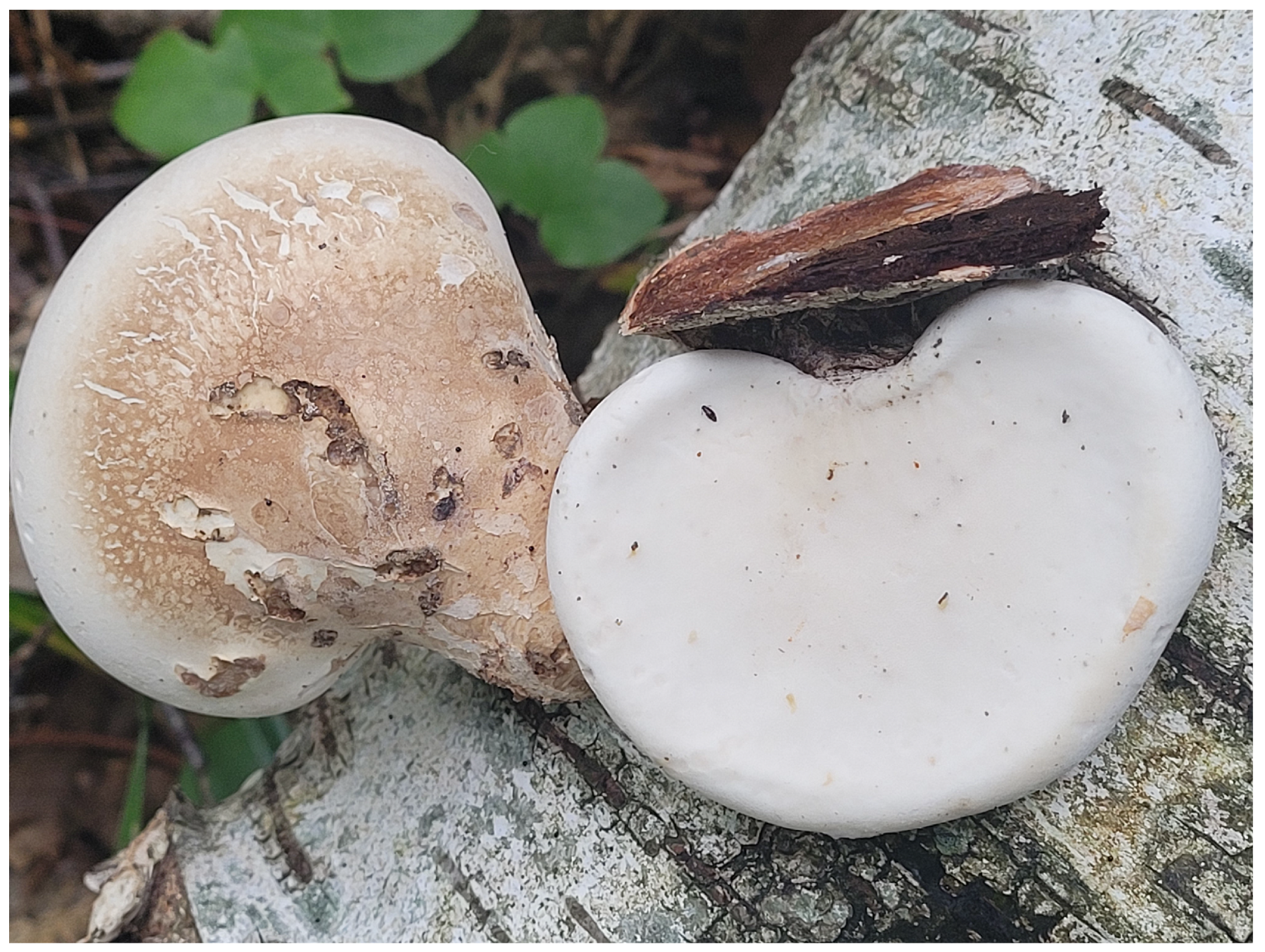 Forests 15 01230 g006