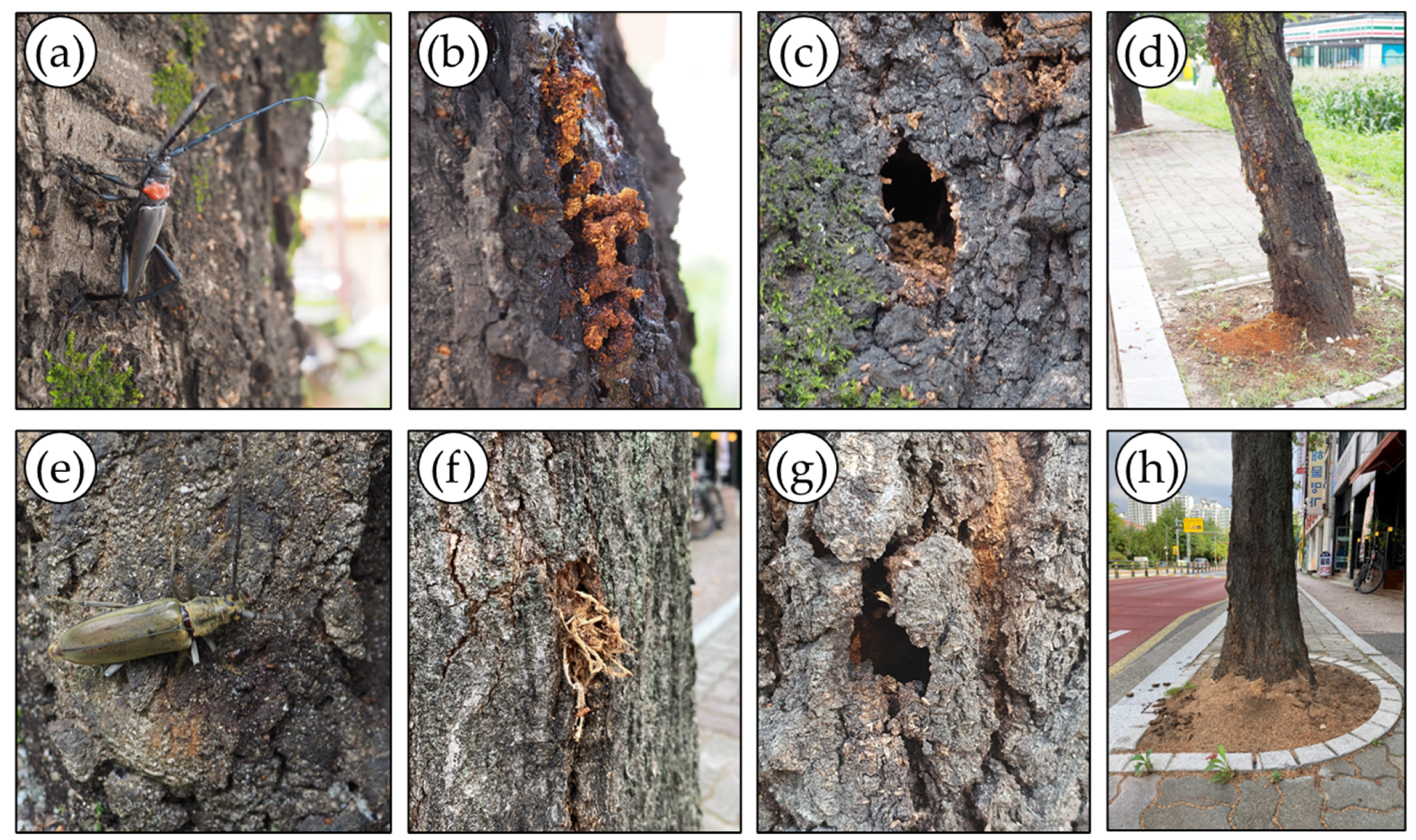 Forests 15 01231 g001