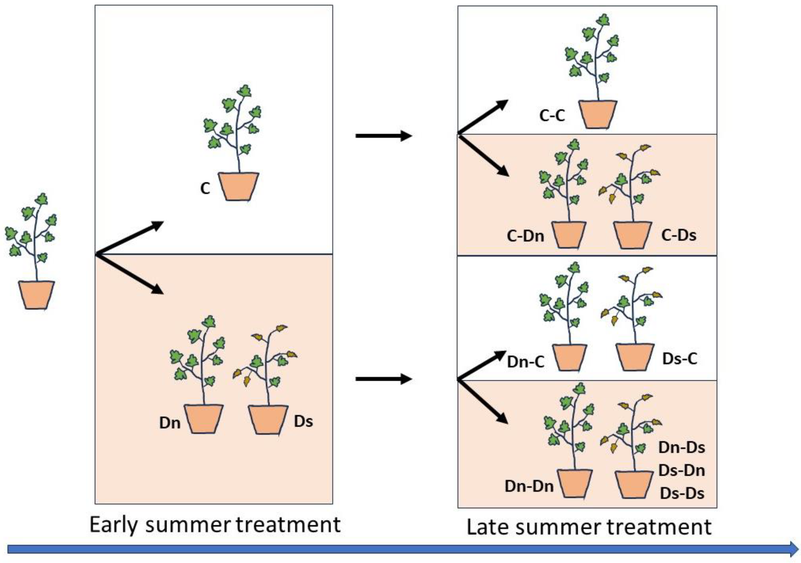 Forests 15 01234 g001