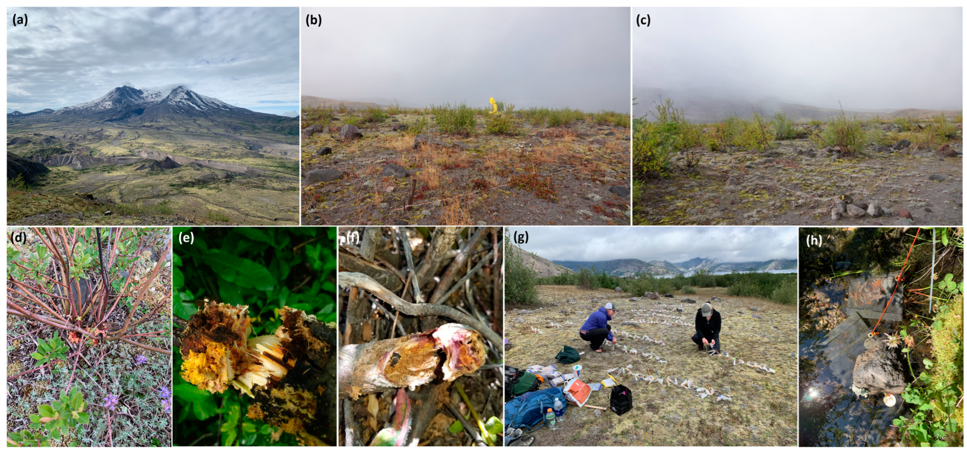 Forests 15 01282 g002 Forests 15 01282 g002