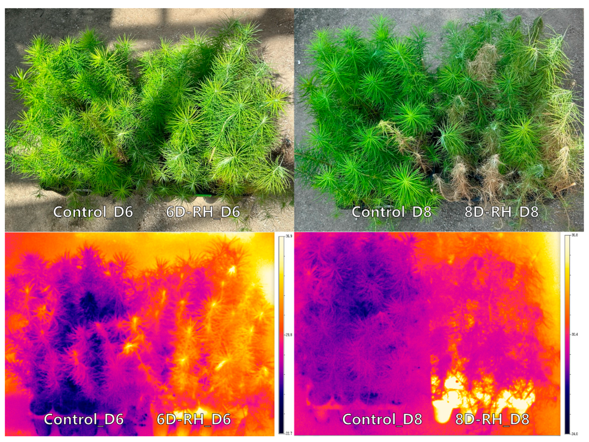 Forests 15 01303 g007 Forests 15 01303 g007