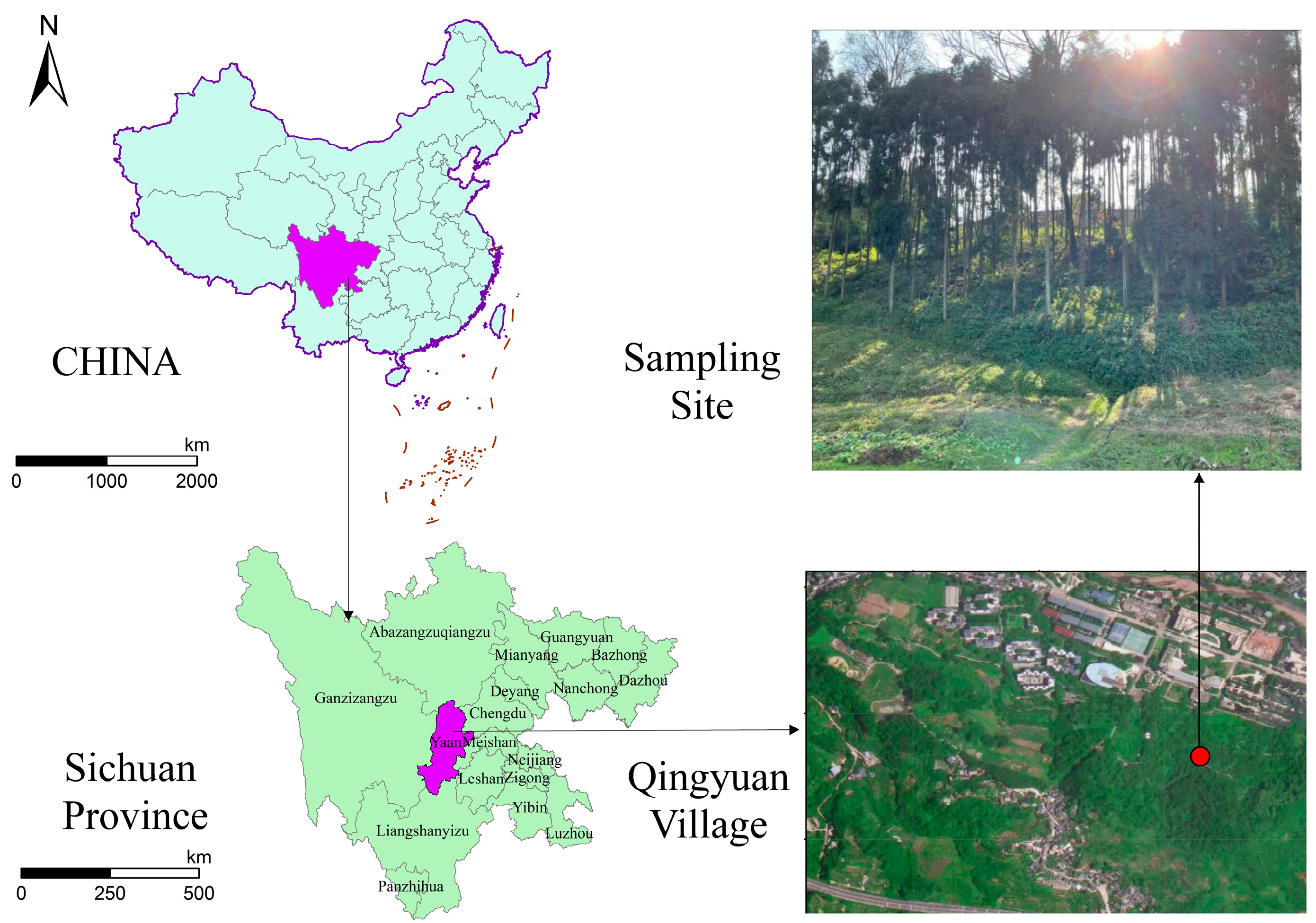 Forests 15 01306 g001