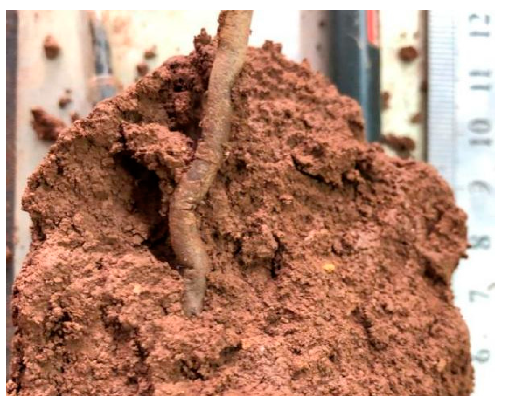 Forests 15 01306 g011