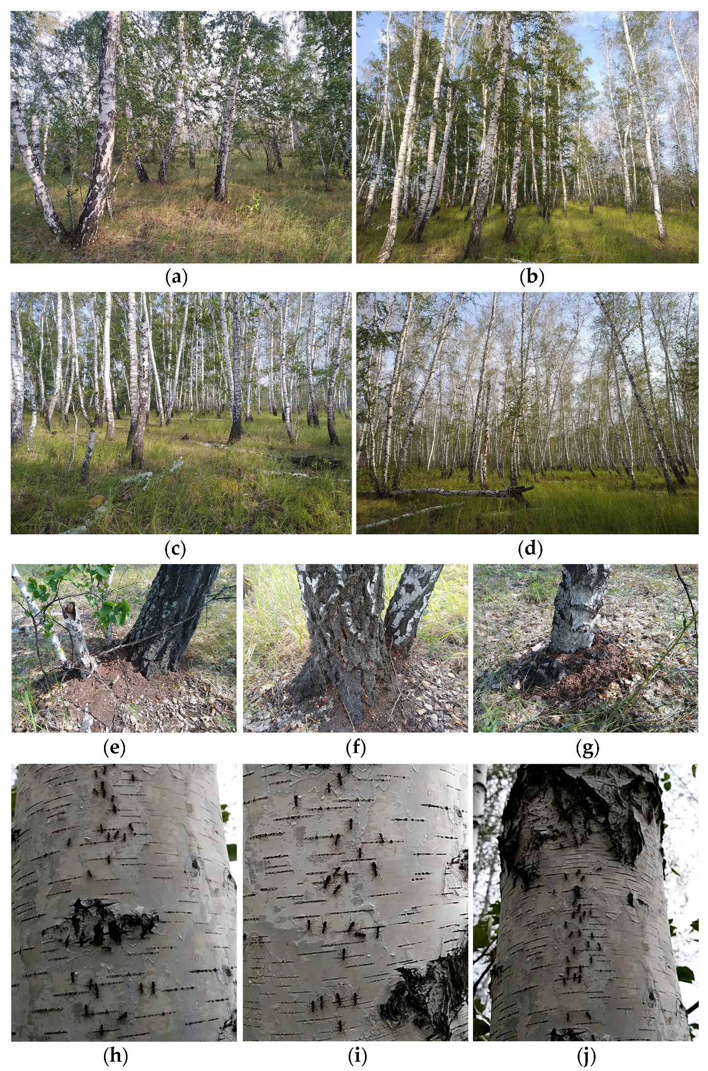 Forests 15 01322 g007