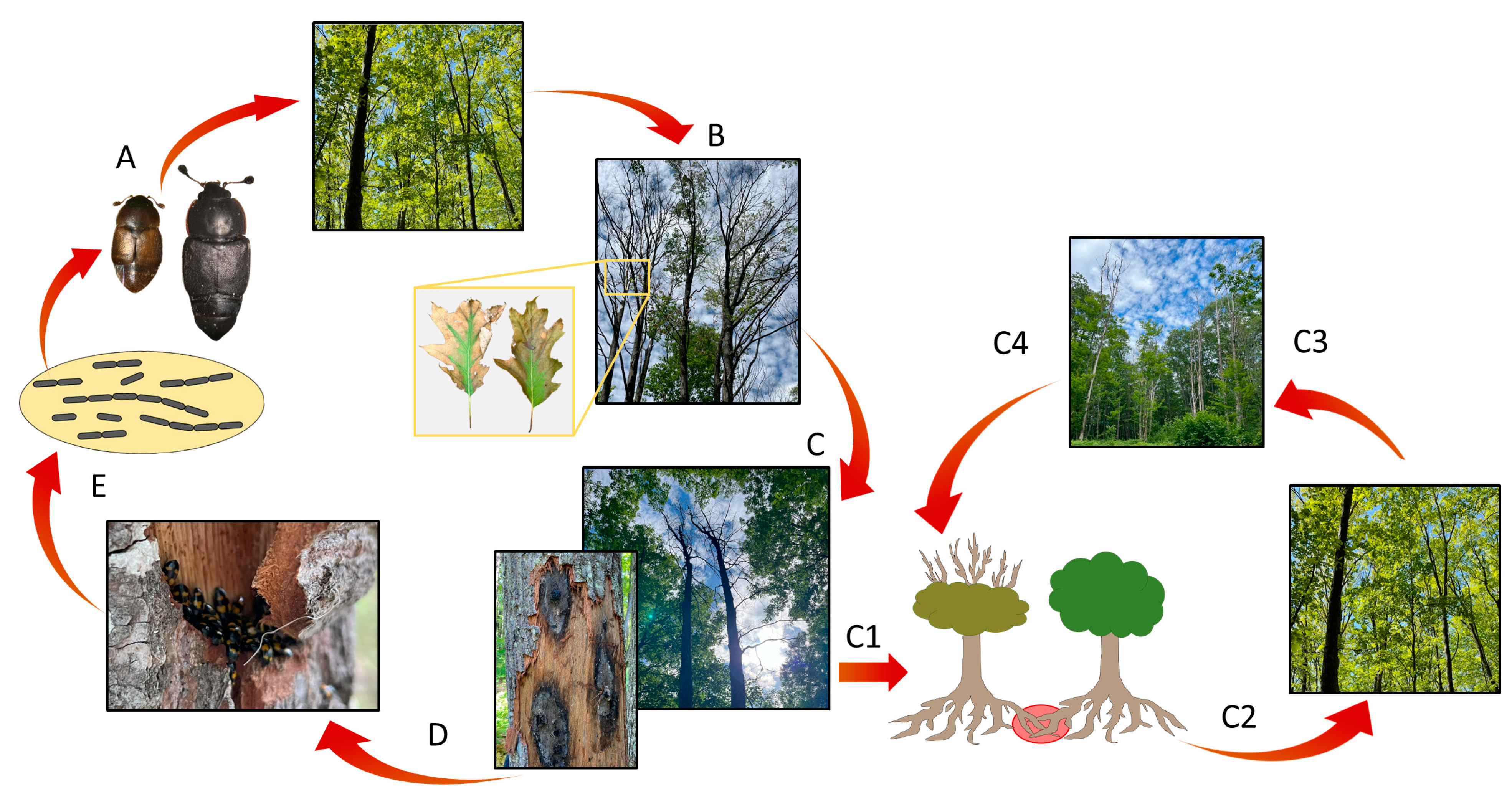 Forests 15 01361 g002 Forests 15 01361 g002