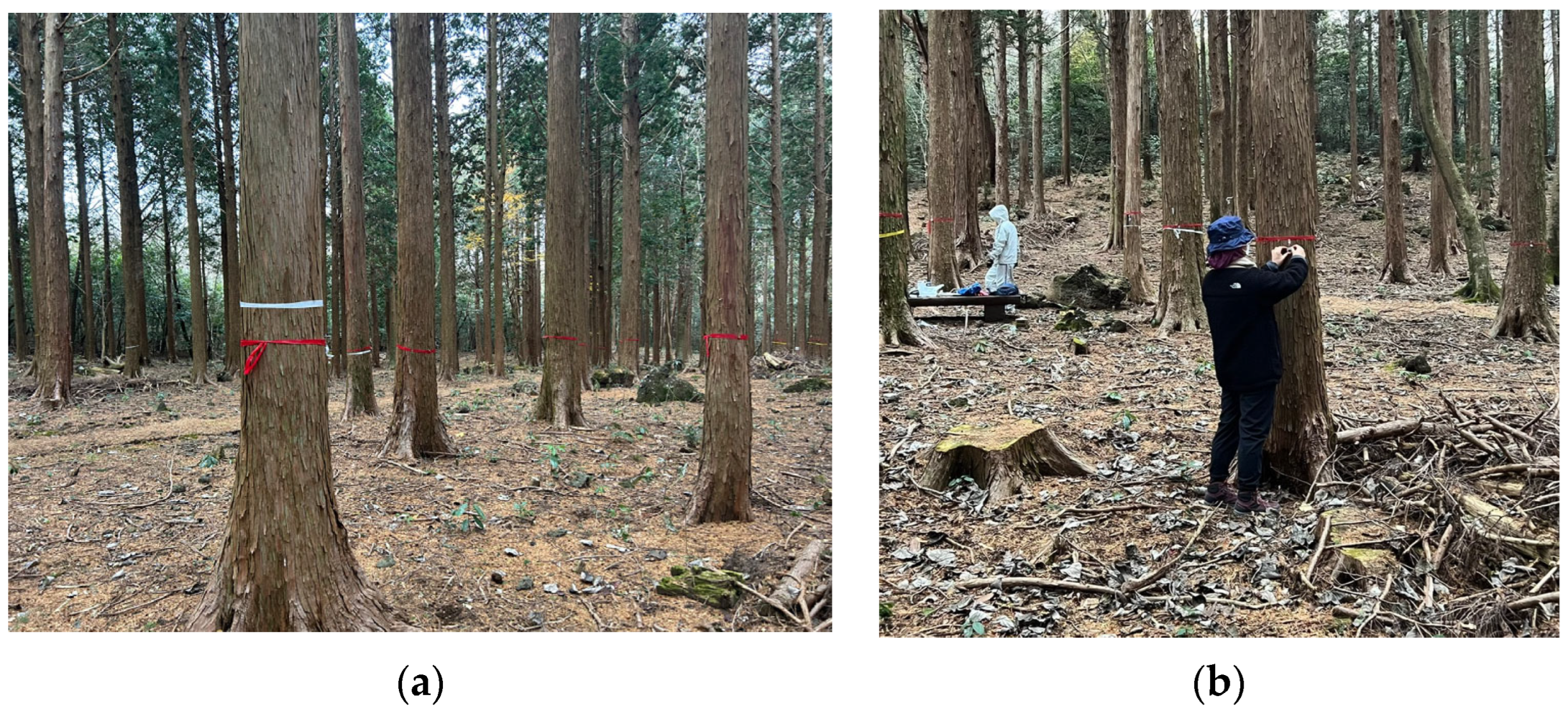 Forests 15 01368 g002