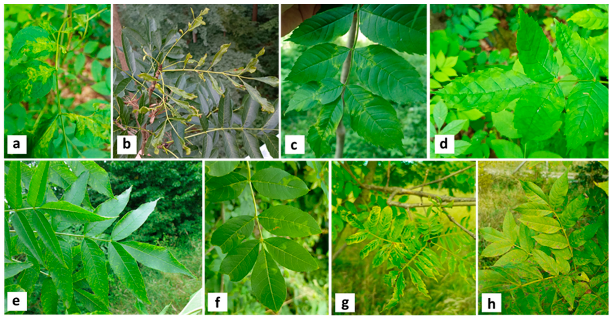 Forests 15 01379 g001 Forests 15 01379 g001