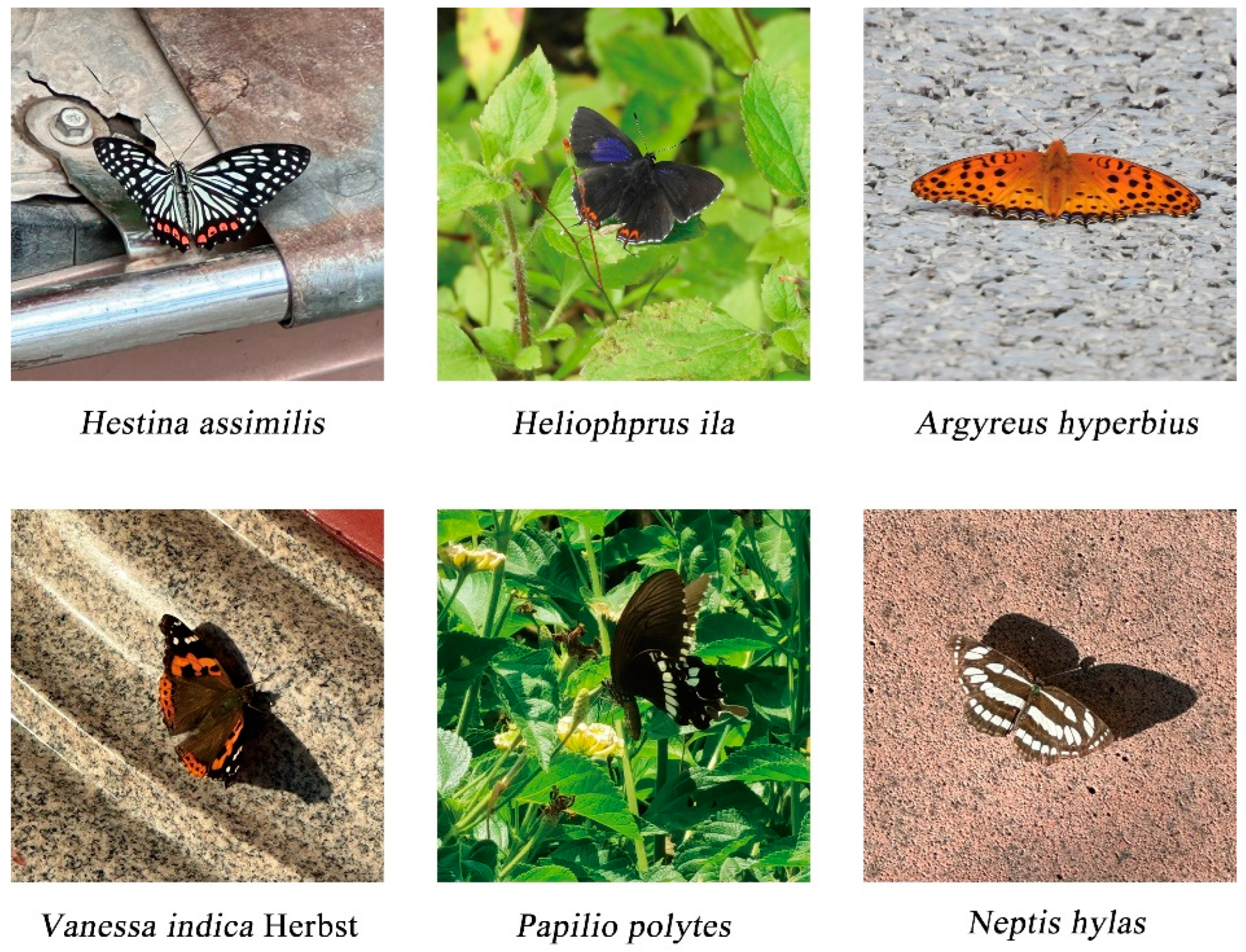 Relationship between Plant Habitat Types and Butterfly Diversity in Urban  Mountain Parks