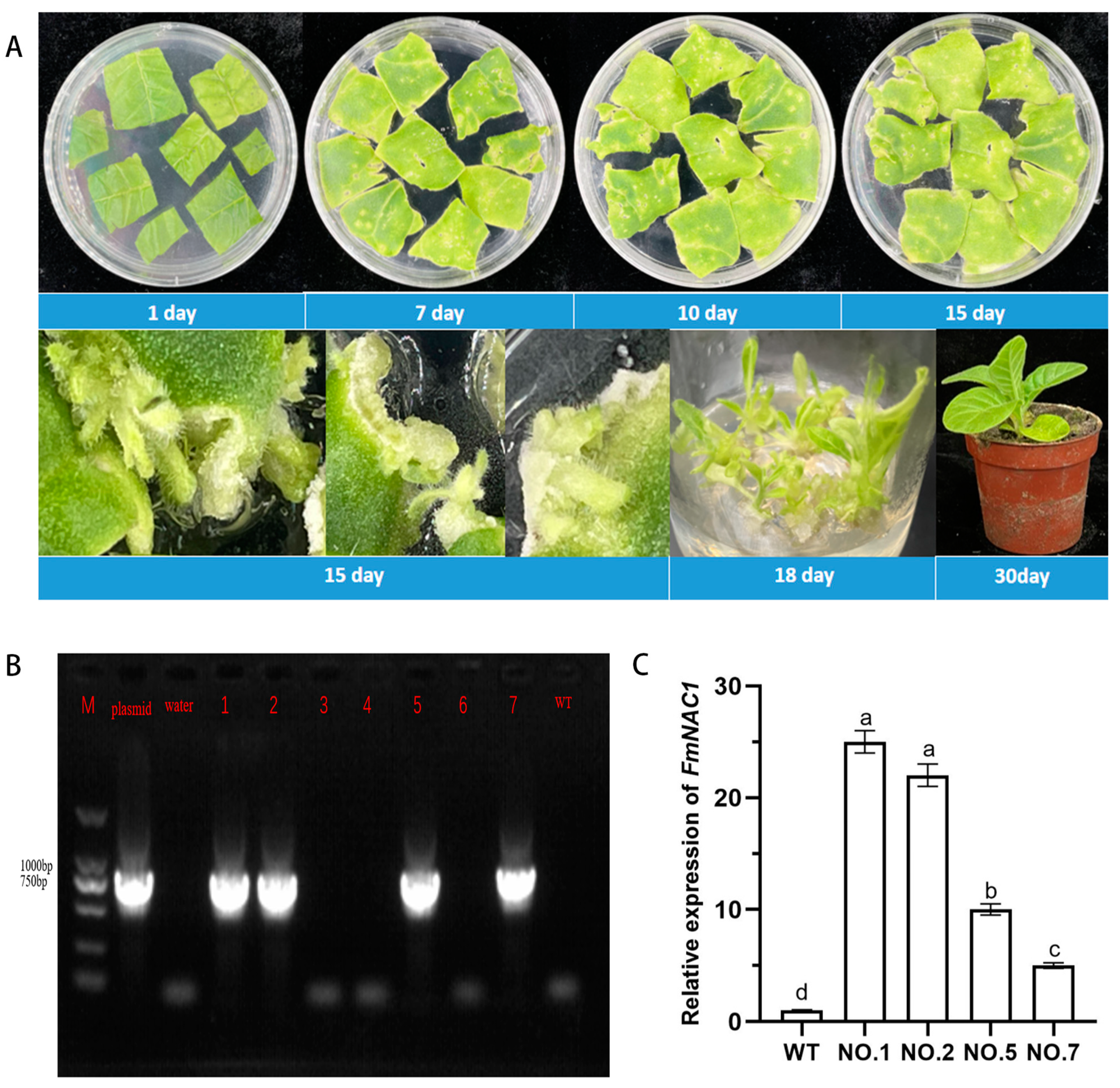 Forests 15 01405 g005