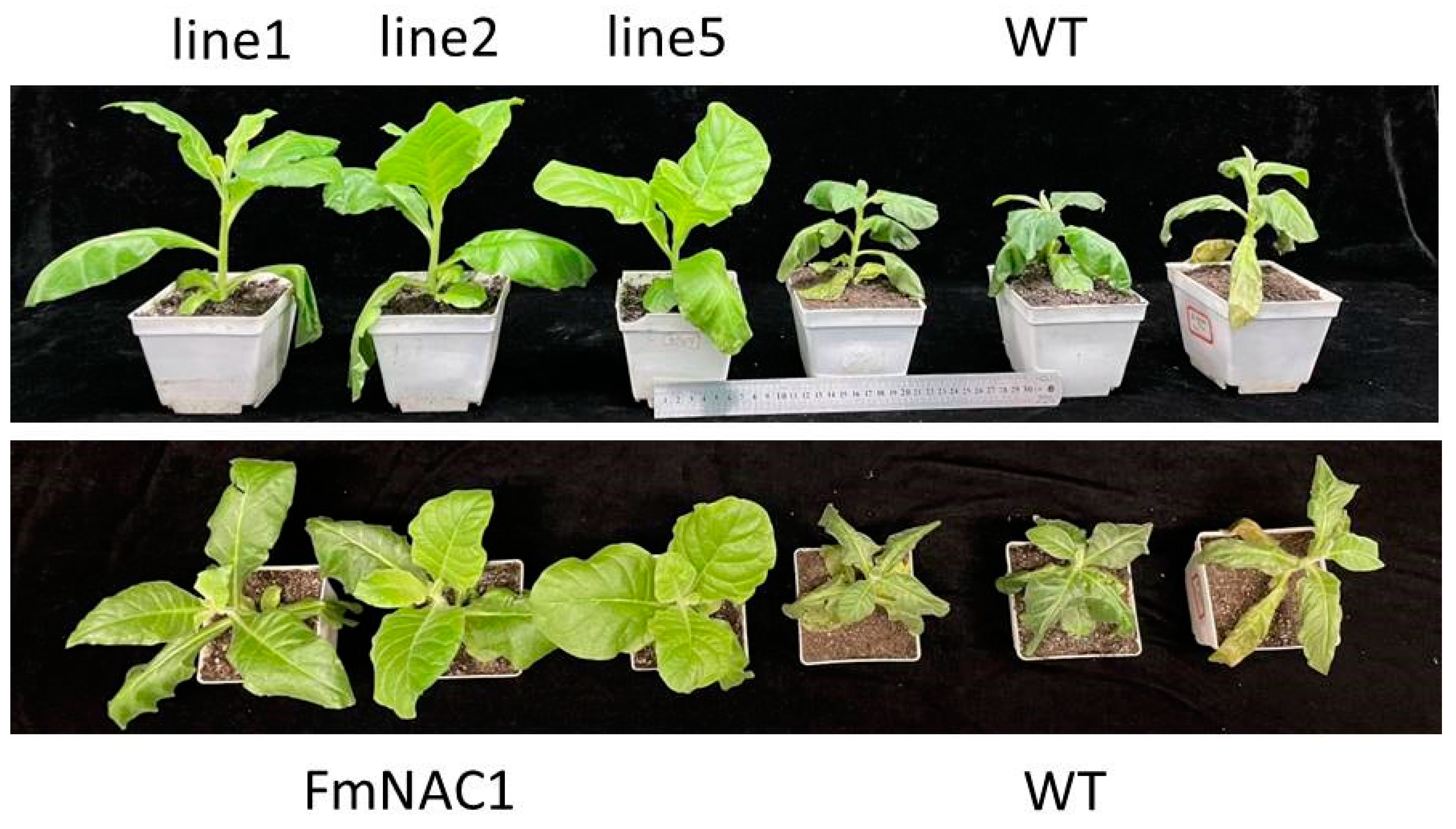 Forests 15 01405 g007