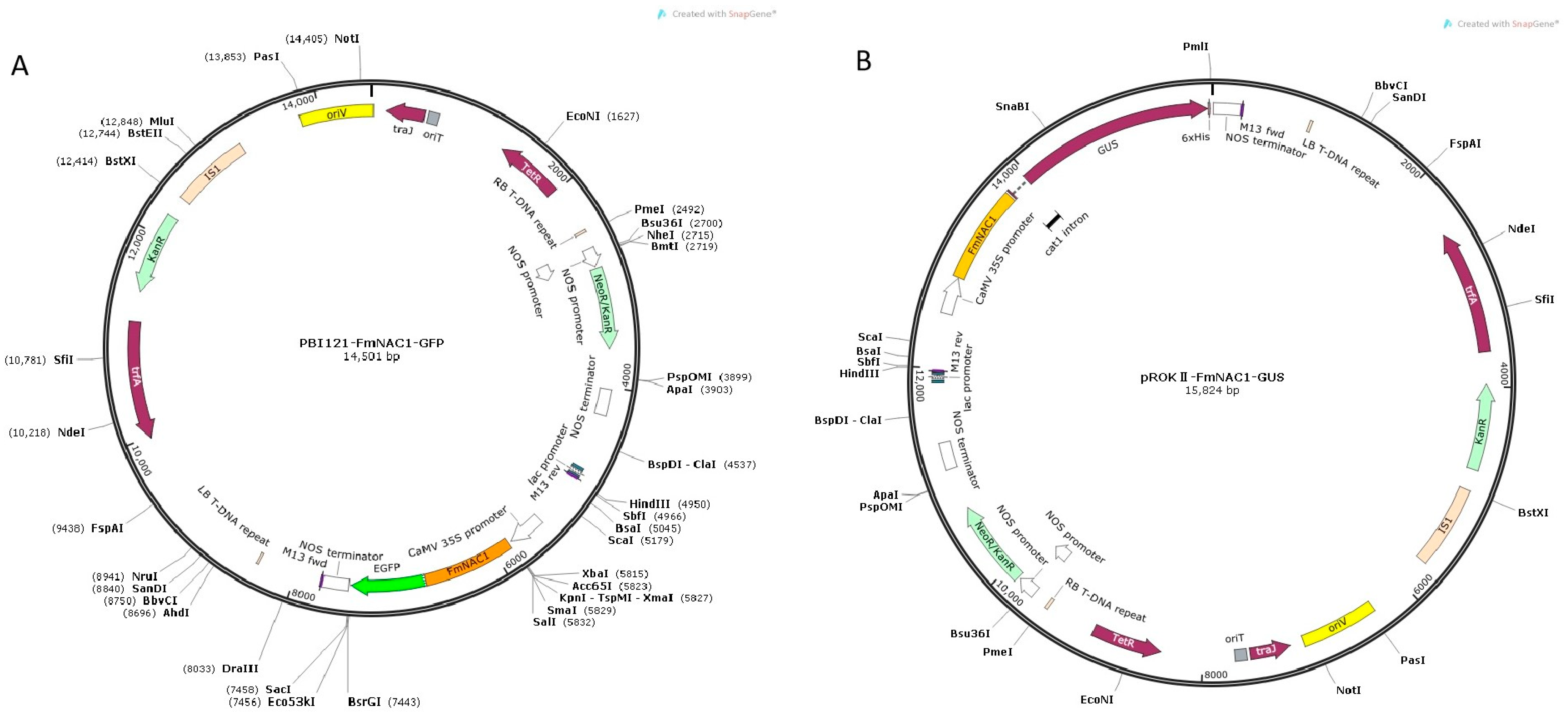 Forests 15 01405 g010