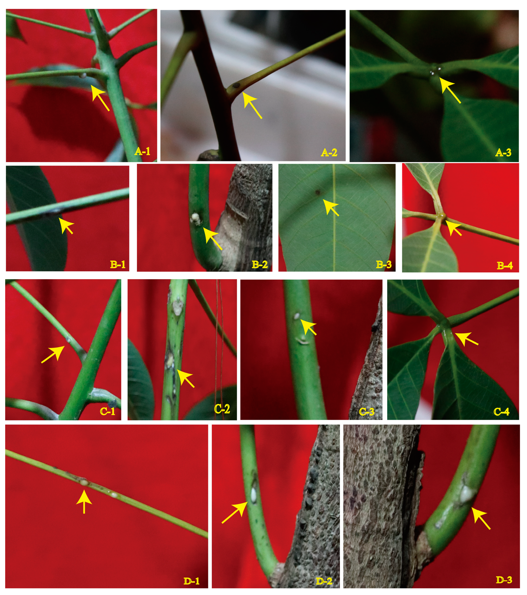 Forests 15 01408 g004