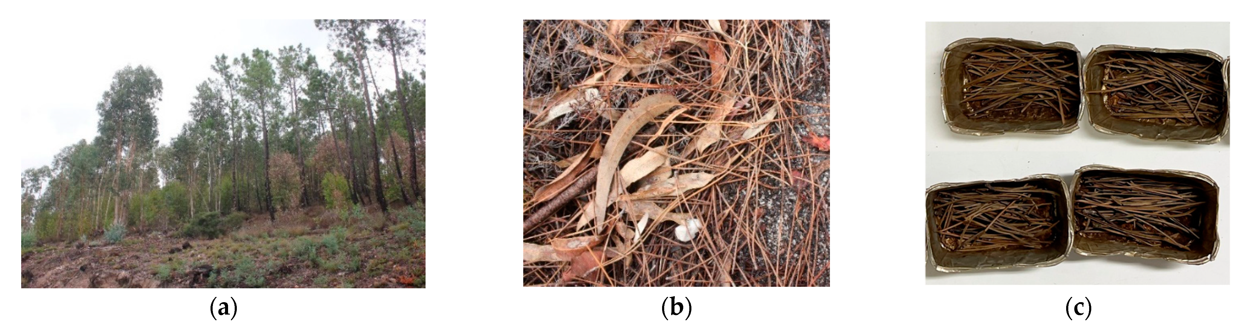 Forests 15 01429 g002