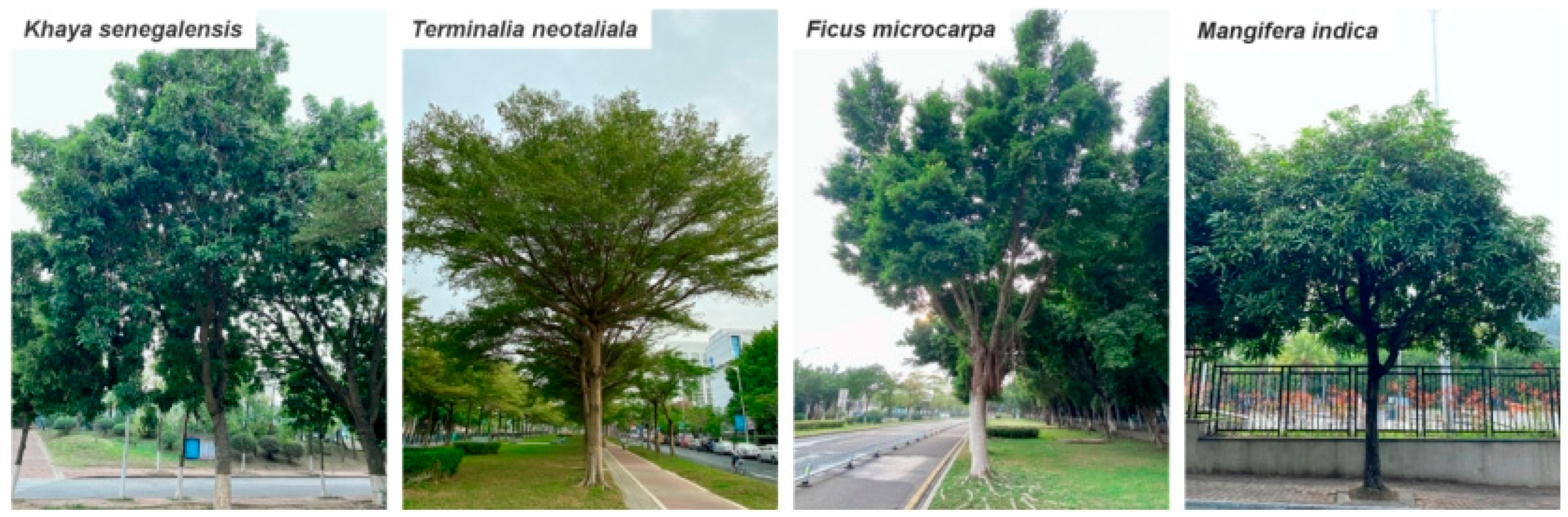 Forests 15 01459 g003