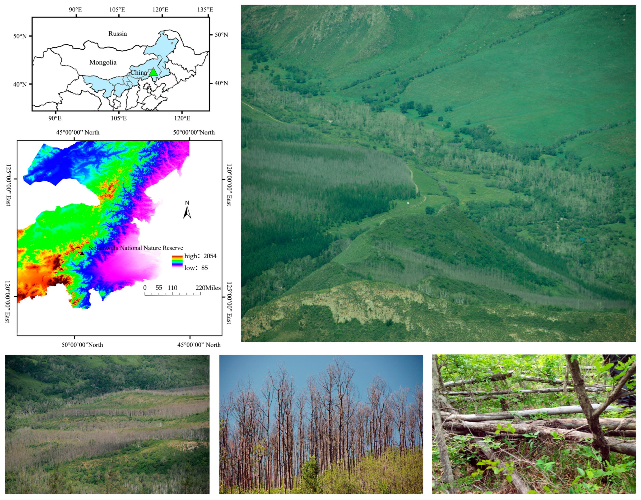Forests 15 01460 g001