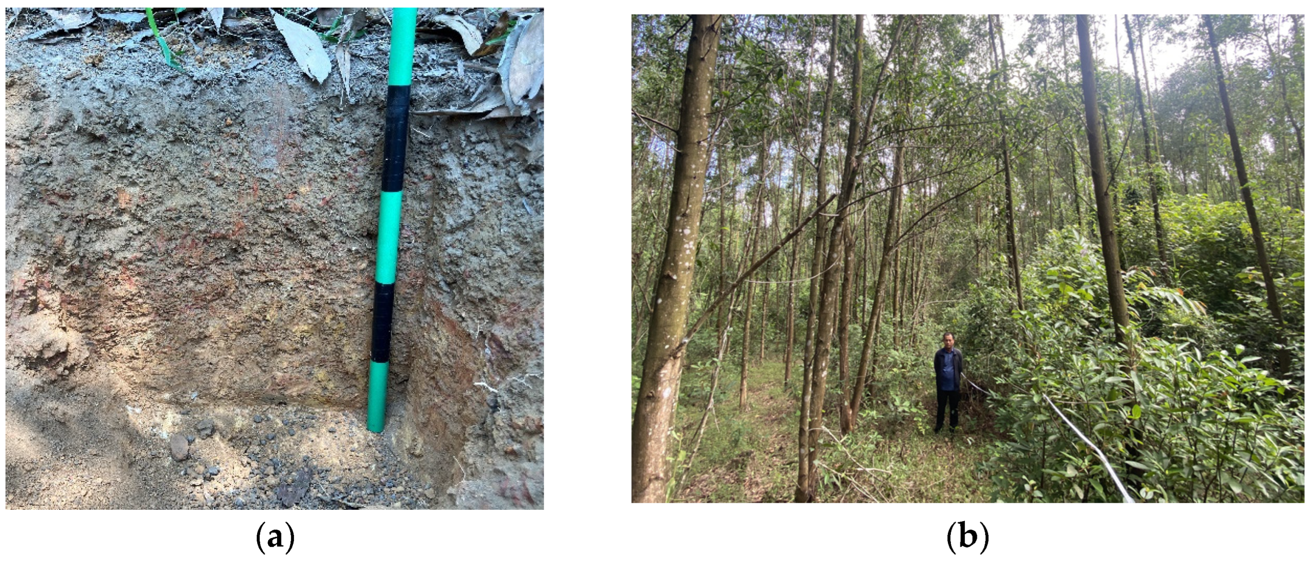 Forests 15 01465 g001a