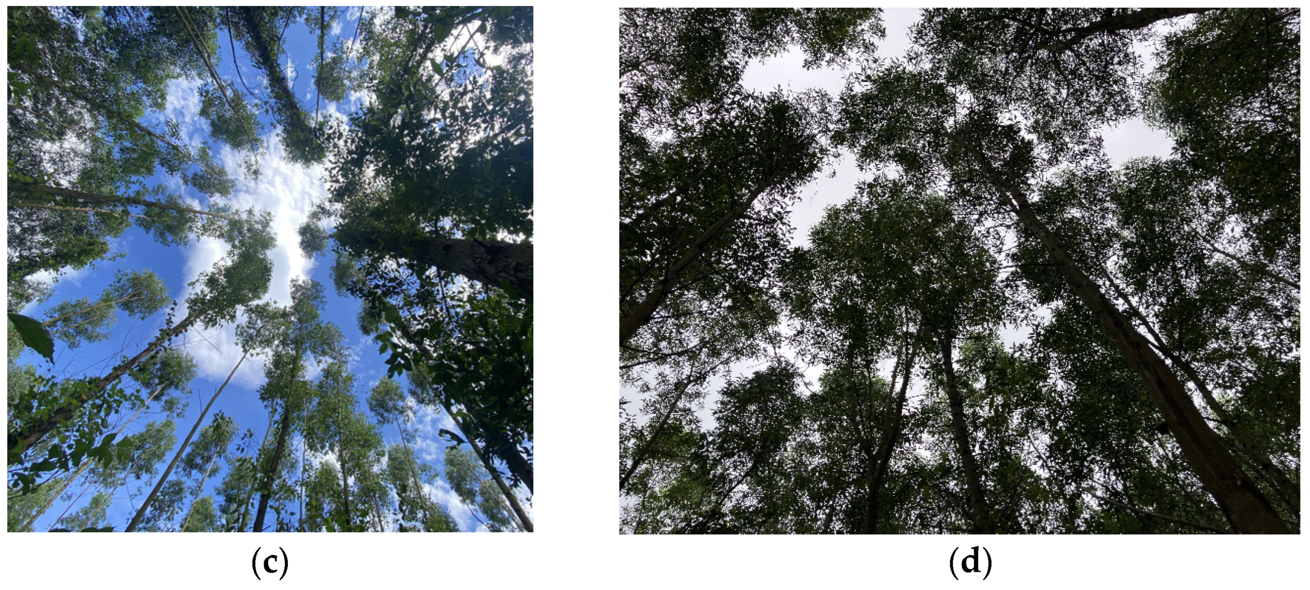 Forests 15 01465 g001b