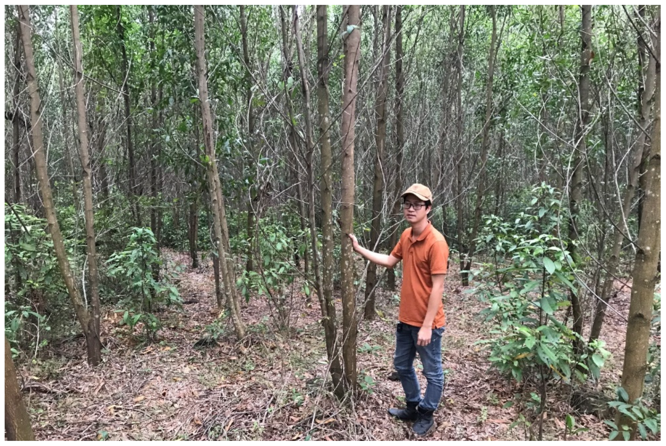 Forests 15 01465 g004