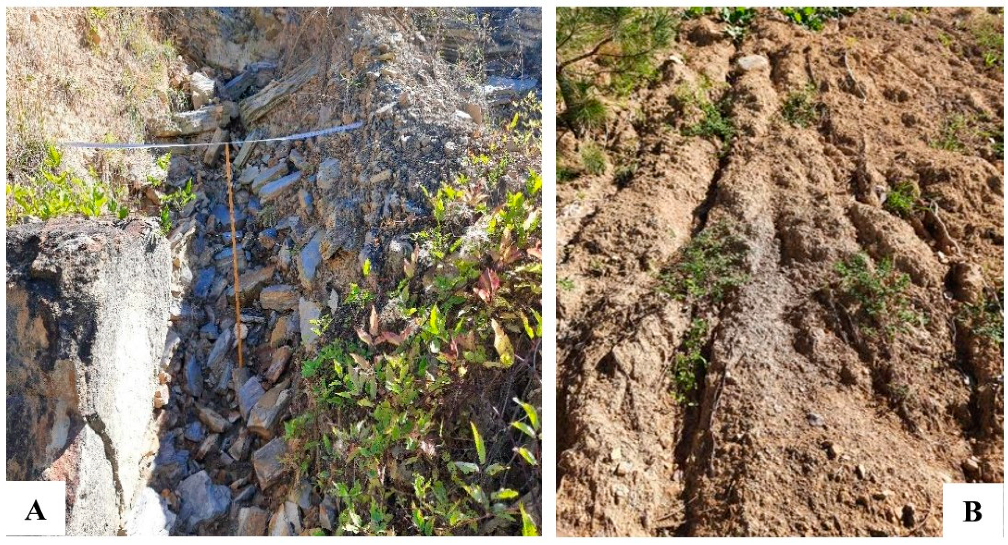 Forests 15 01468 g002