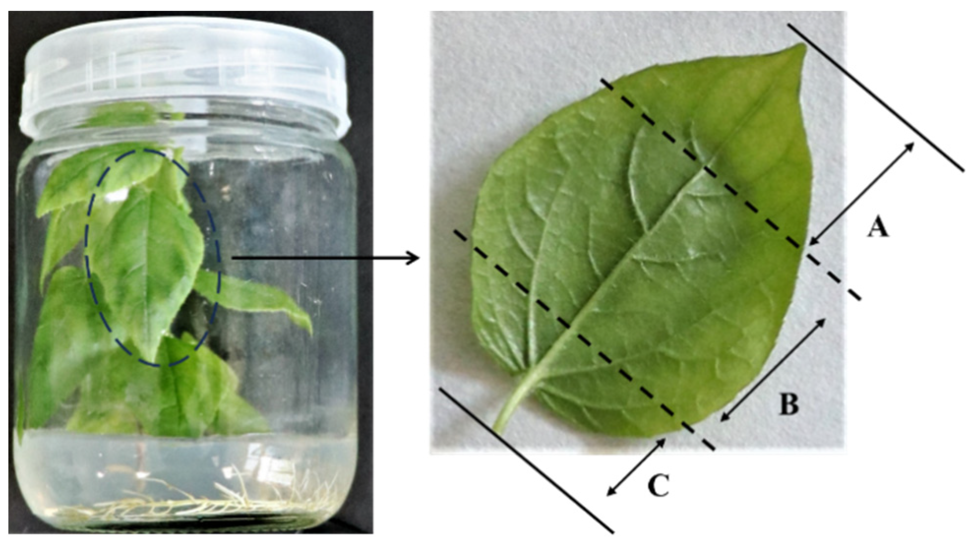 Forests 15 01474 g001