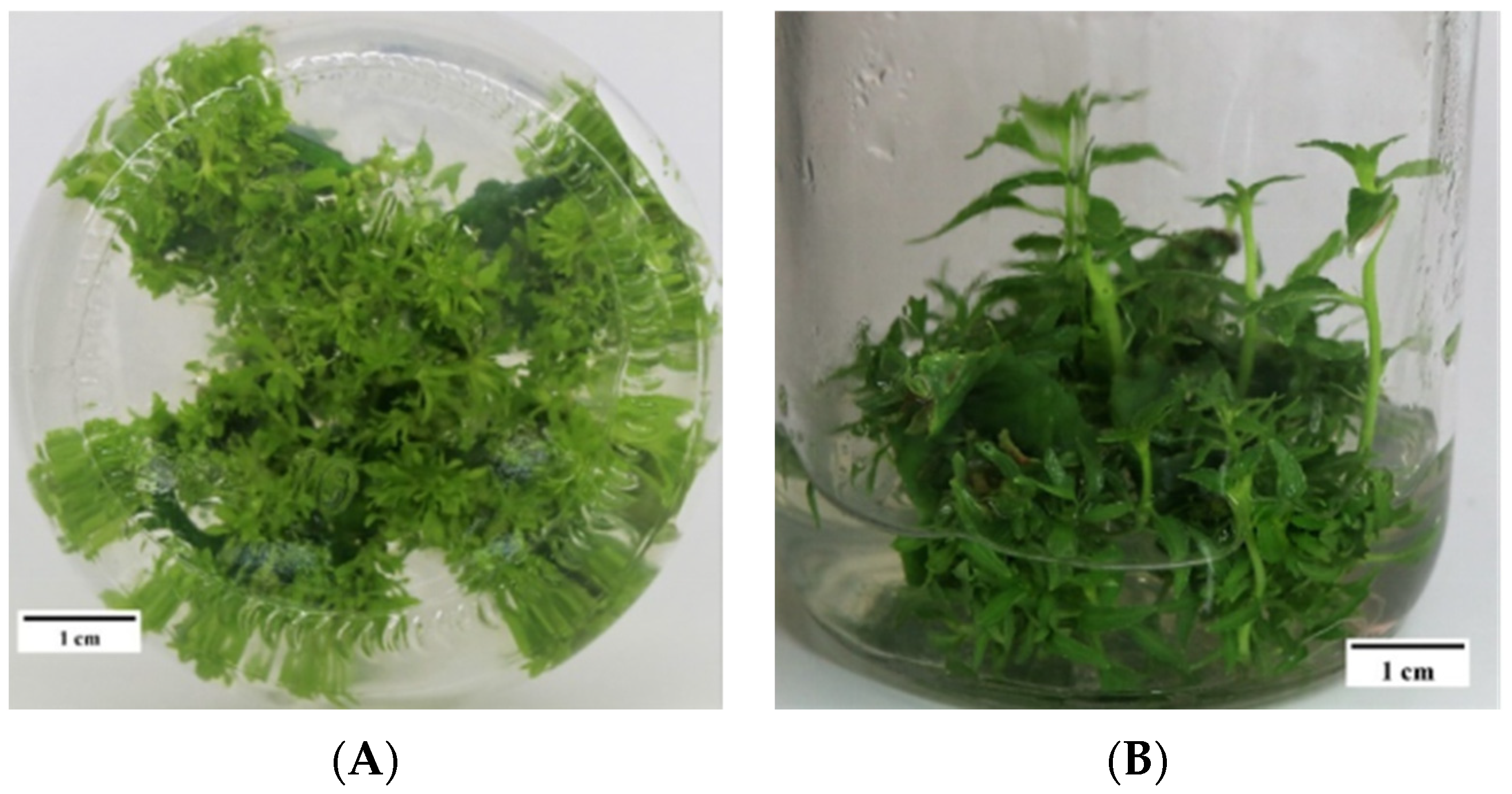 Forests 15 01474 g003