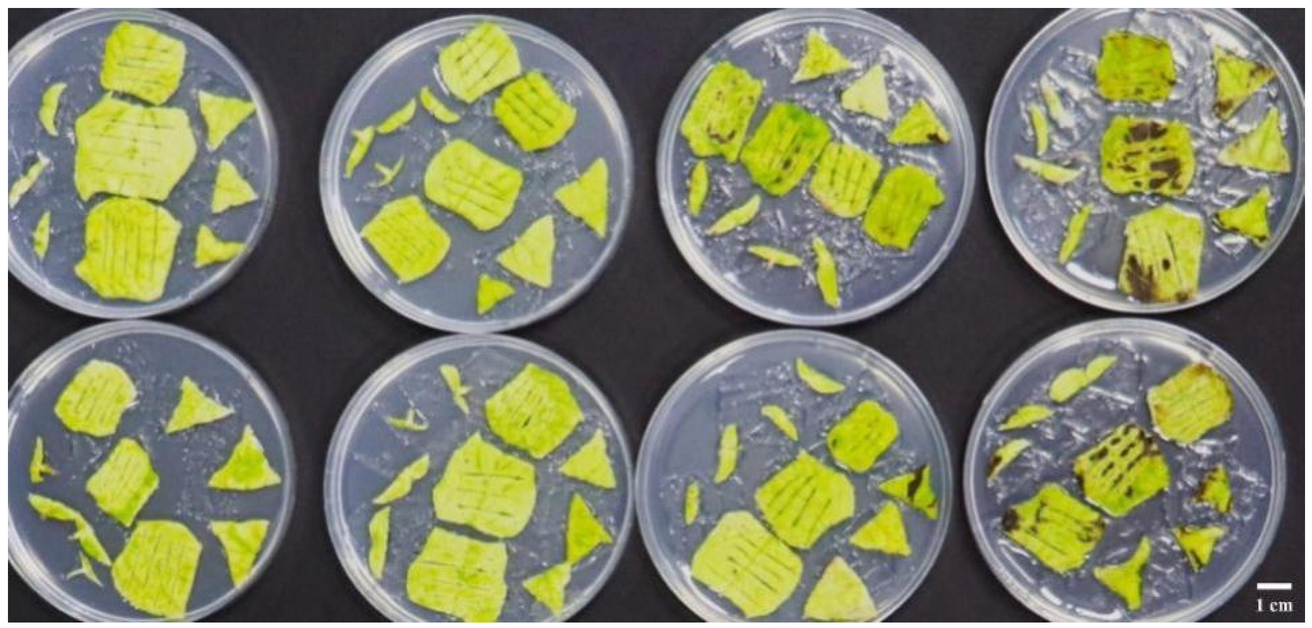 Forests 15 01474 g010