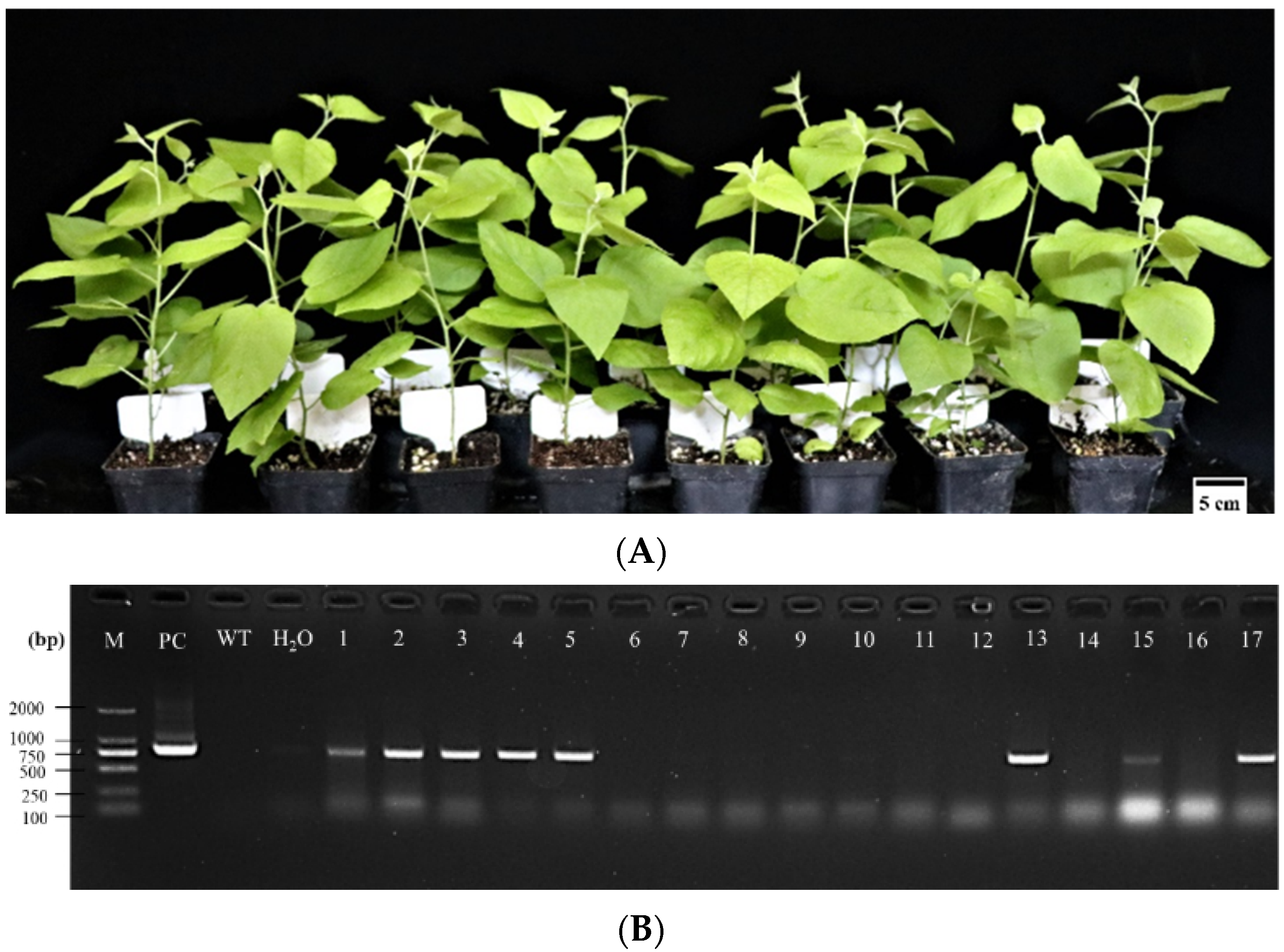 Forests 15 01474 g012