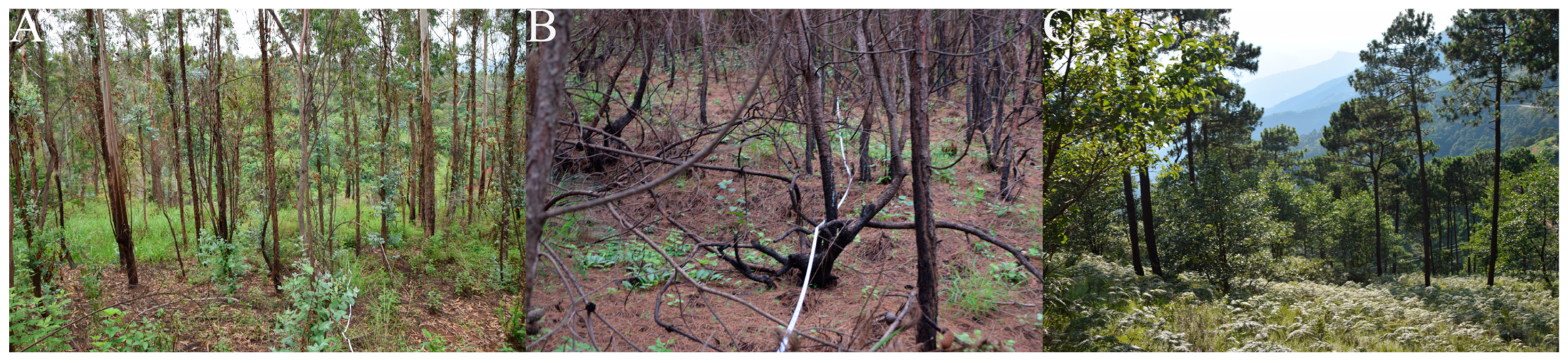 Forests 15 01523 g012