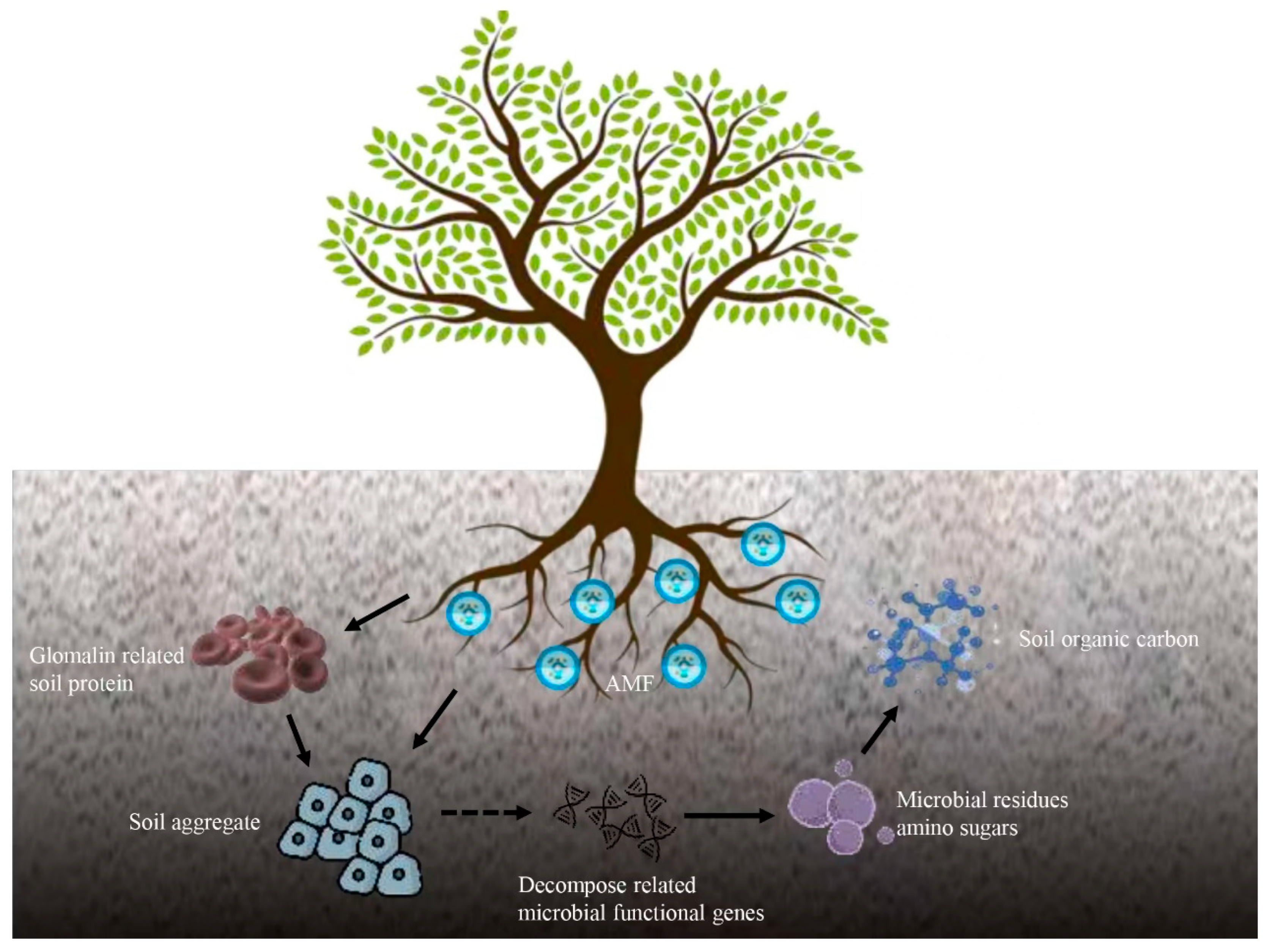 Forests 15 01542 g008