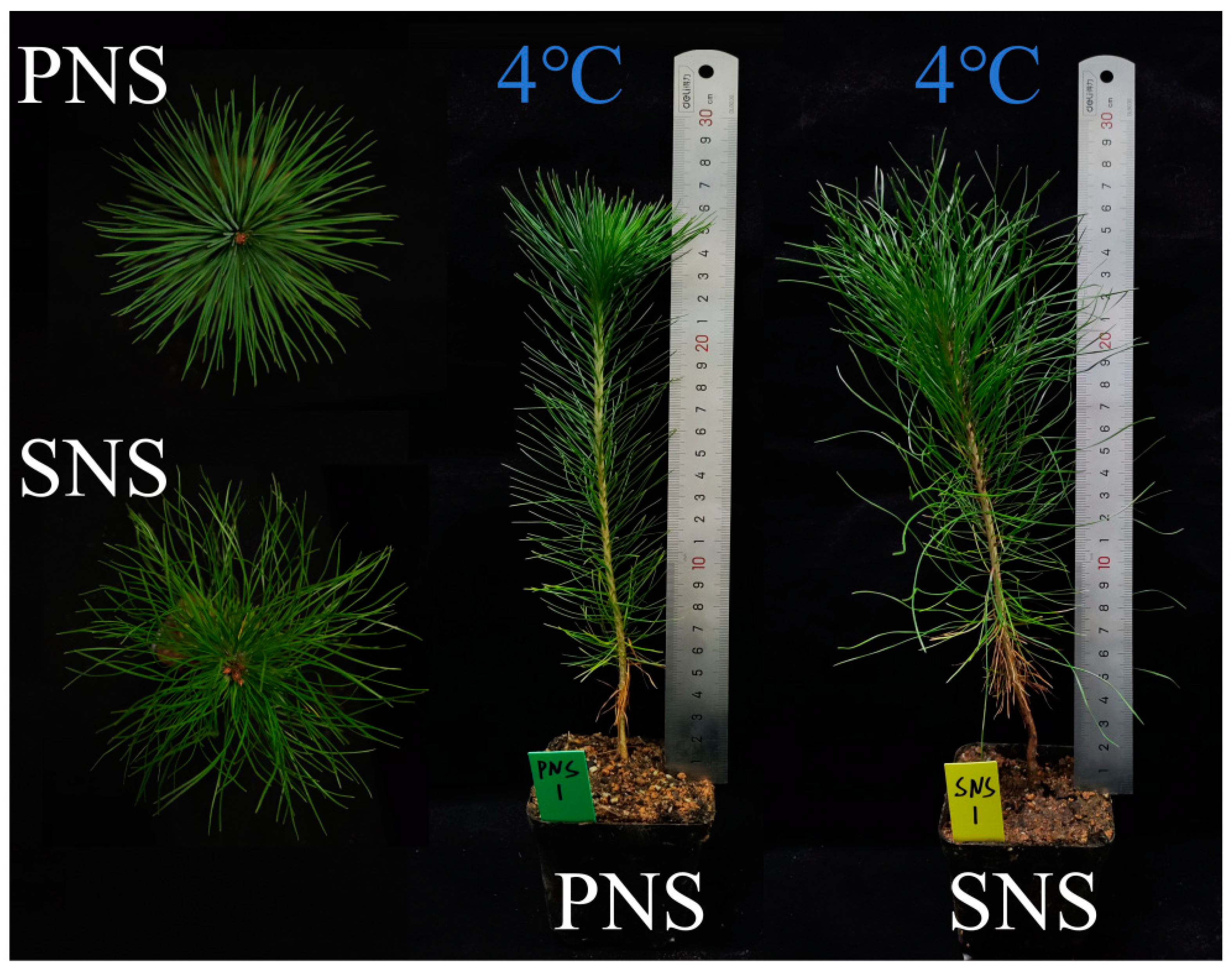 Forests 15 01560 g001 Forests 15 01560 g001