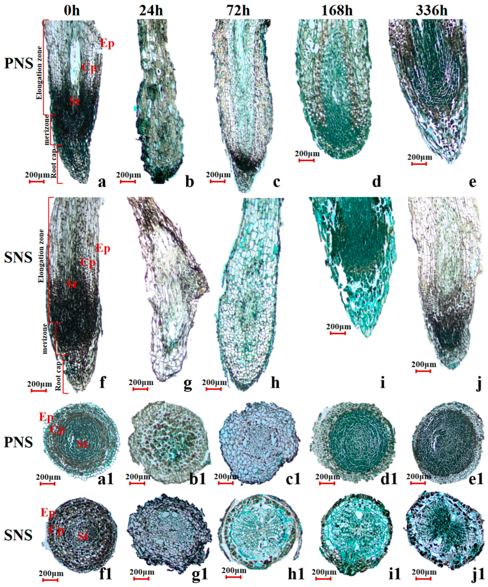Forests 15 01560 g004 Forests 15 01560 g004