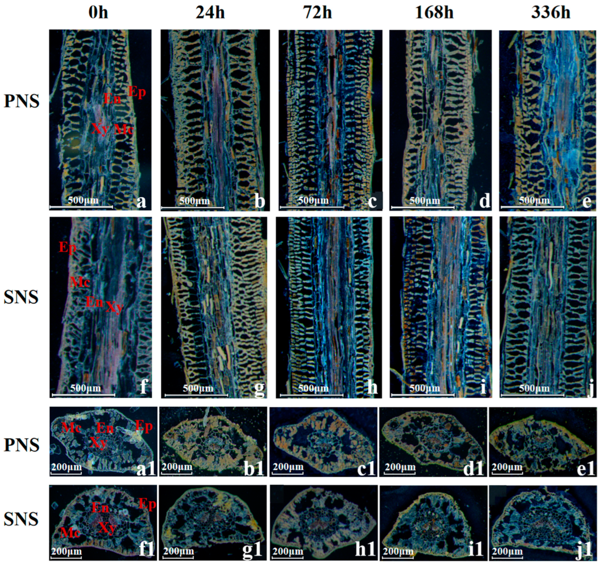 Forests 15 01560 g005 Forests 15 01560 g005