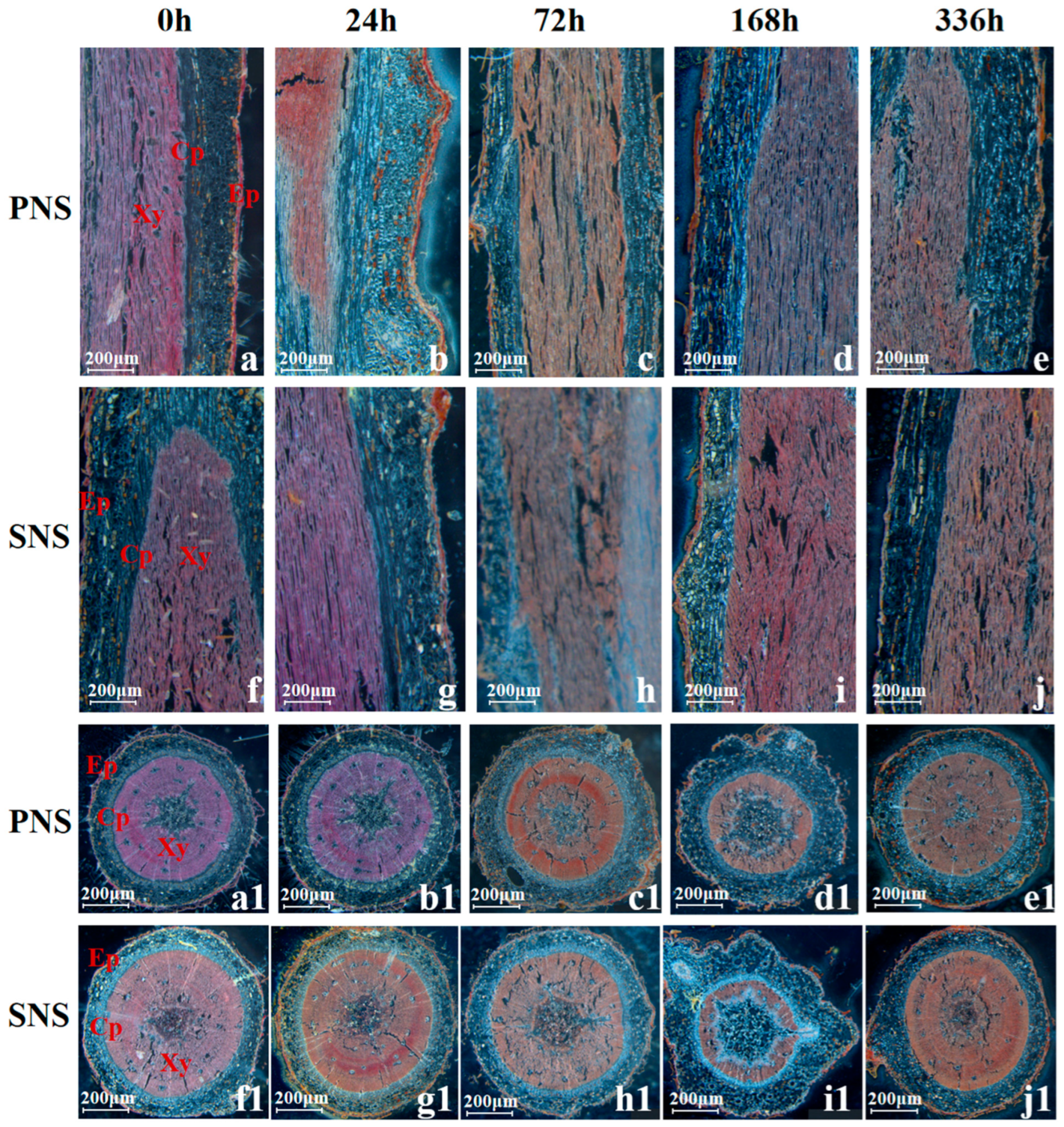 Forests 15 01560 g006 Forests 15 01560 g006