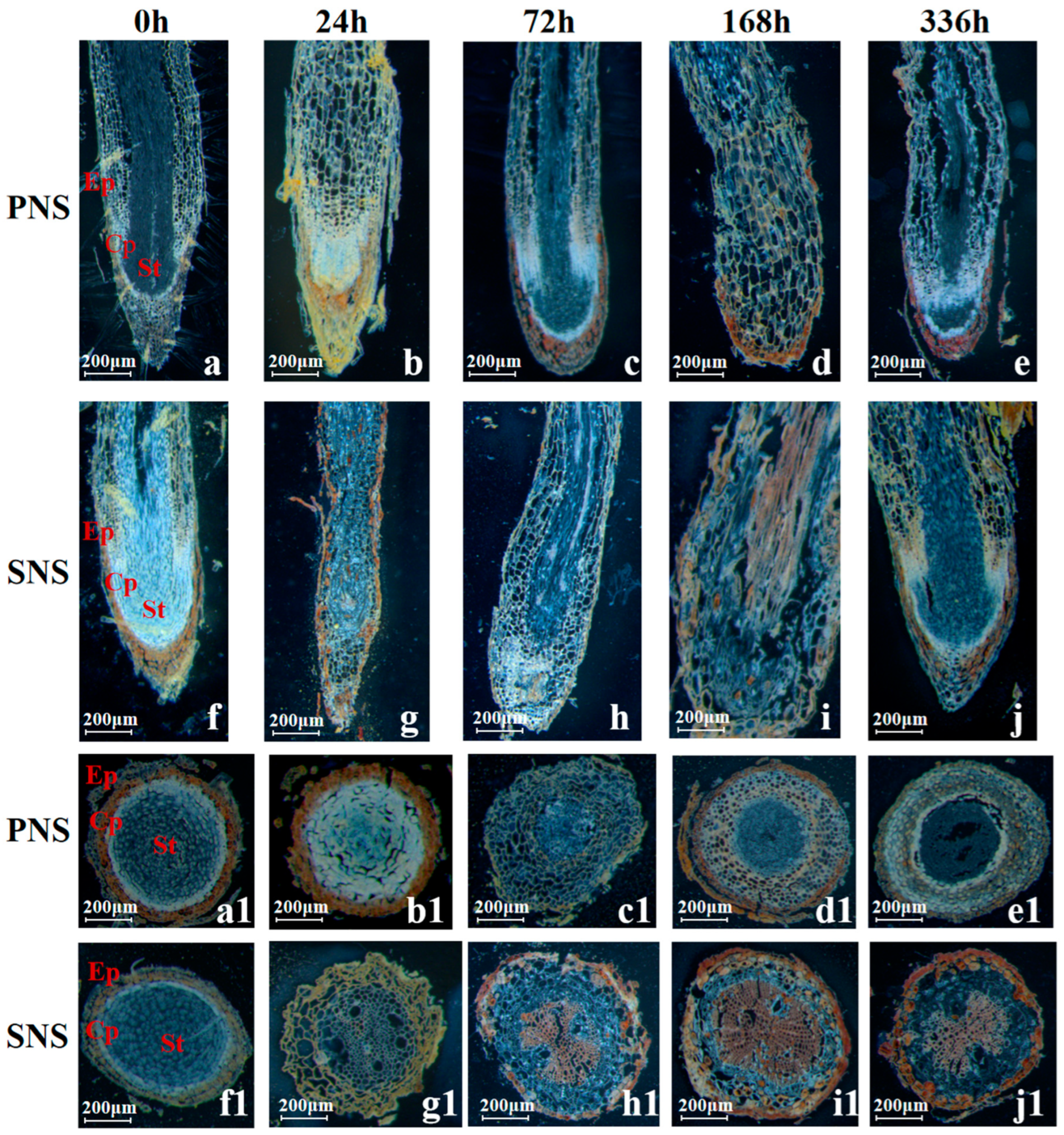 Forests 15 01560 g007 Forests 15 01560 g007