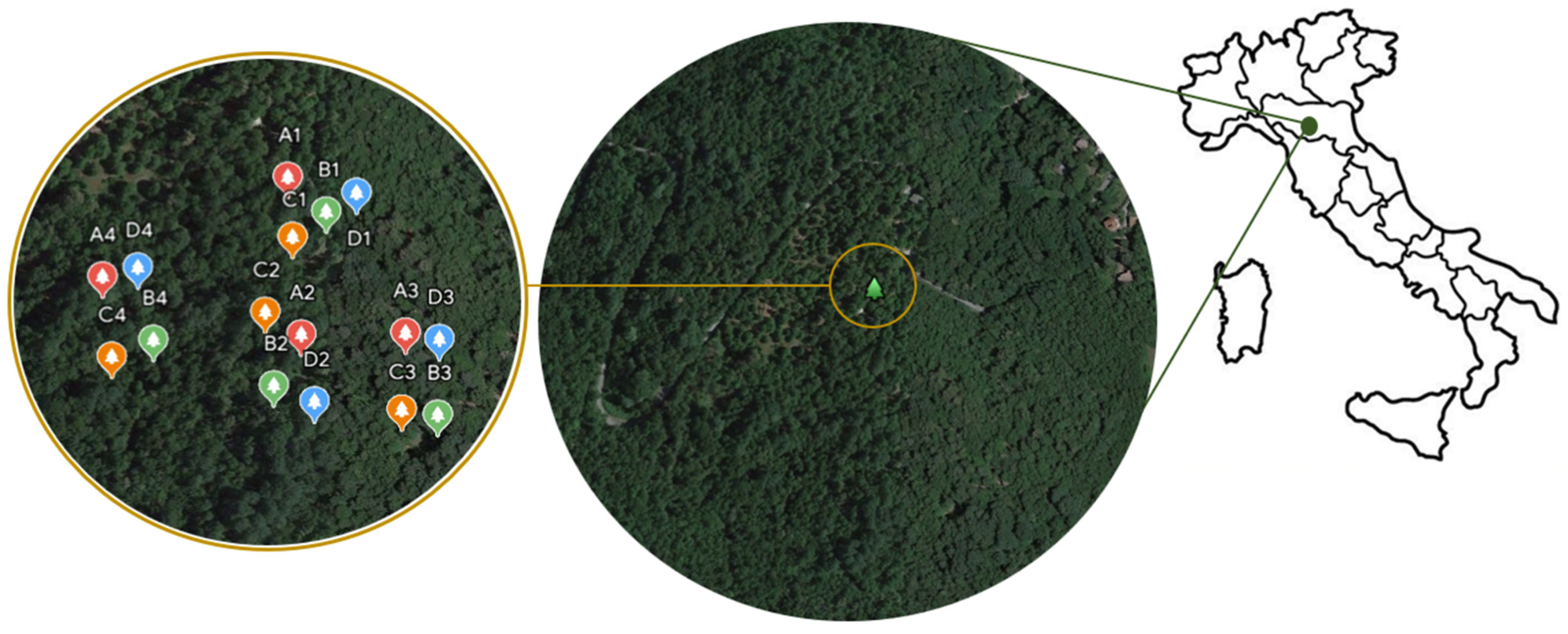 Forests 15 01579 g001